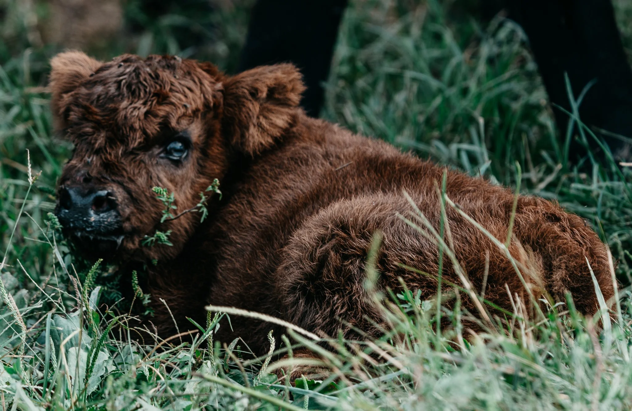A brown baby bison lying among green grass and plants, with part of an adult animal visible in the background.
