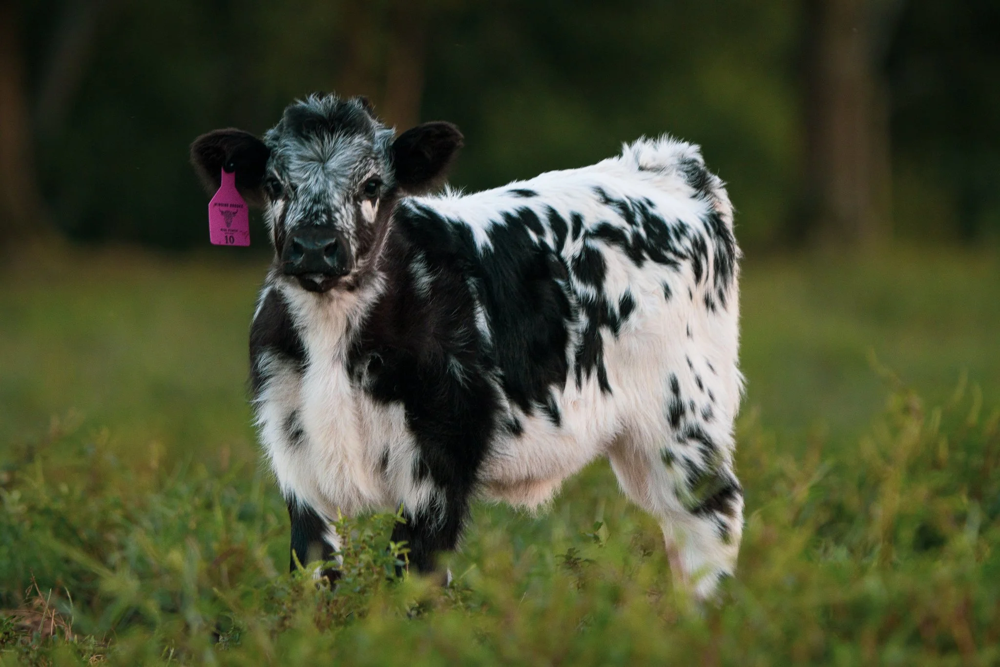 A black and white Holstein calf standing on grassy land with a blurred green background.