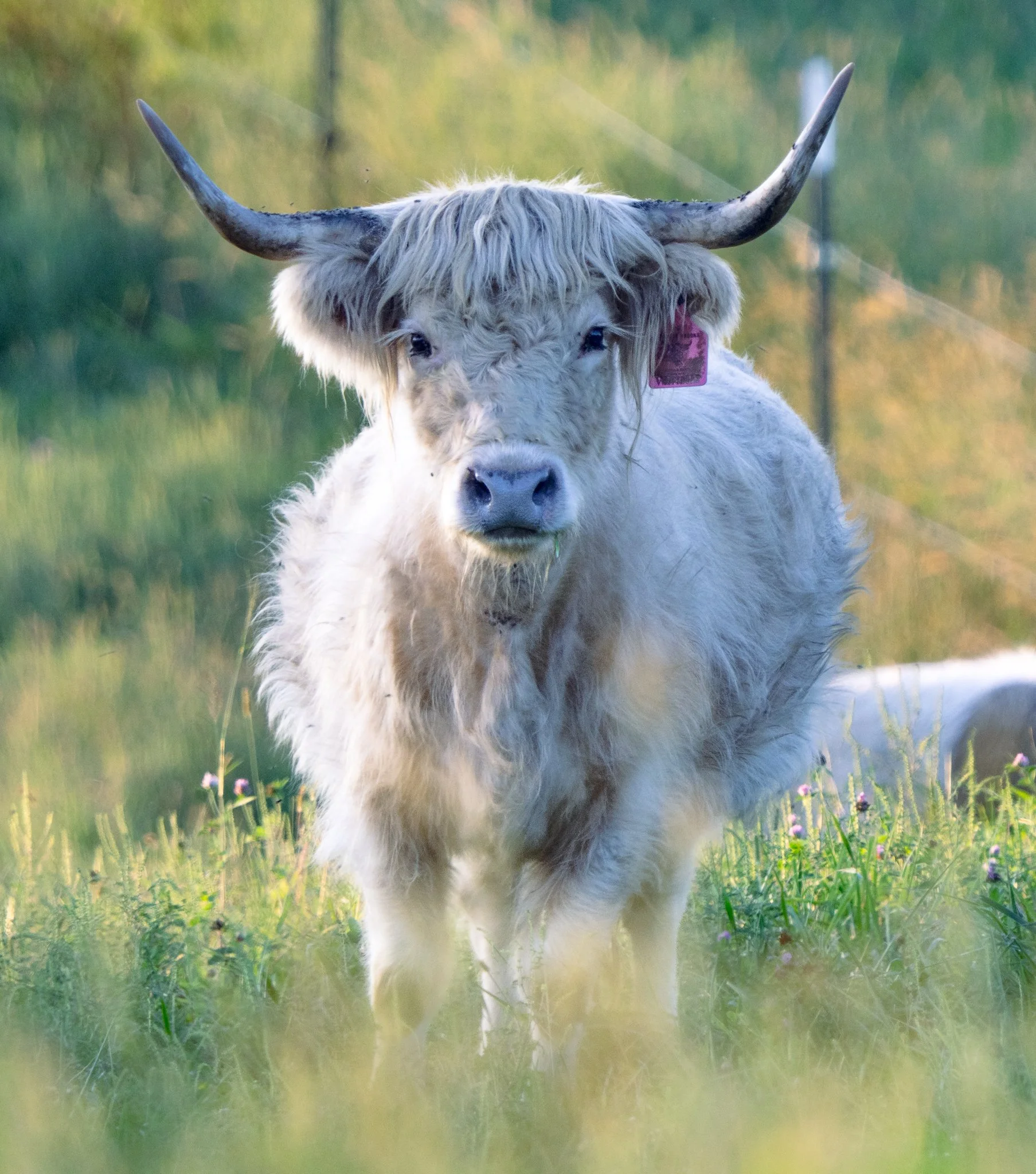 A Highland cow standing in green grass with trees in the background.