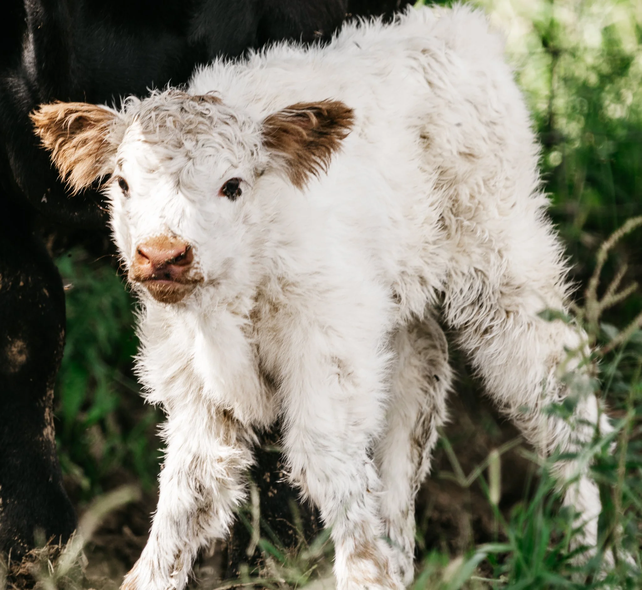 A young sheep with white curly wool and brown ears among green grass and plants.