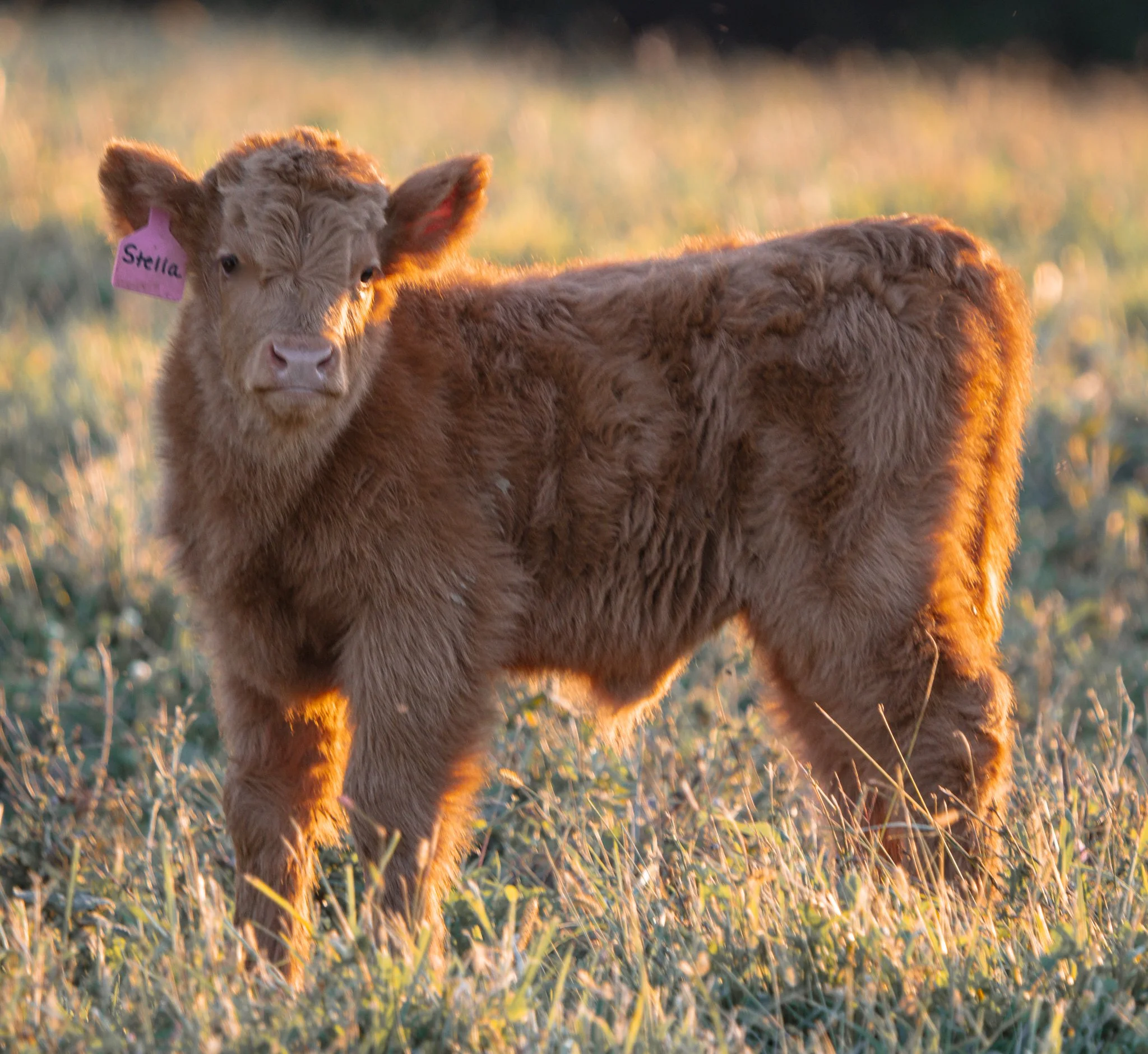 A brown cow standing on grass with a pink ear tag labeled 'Stella' in a natural outdoor setting.