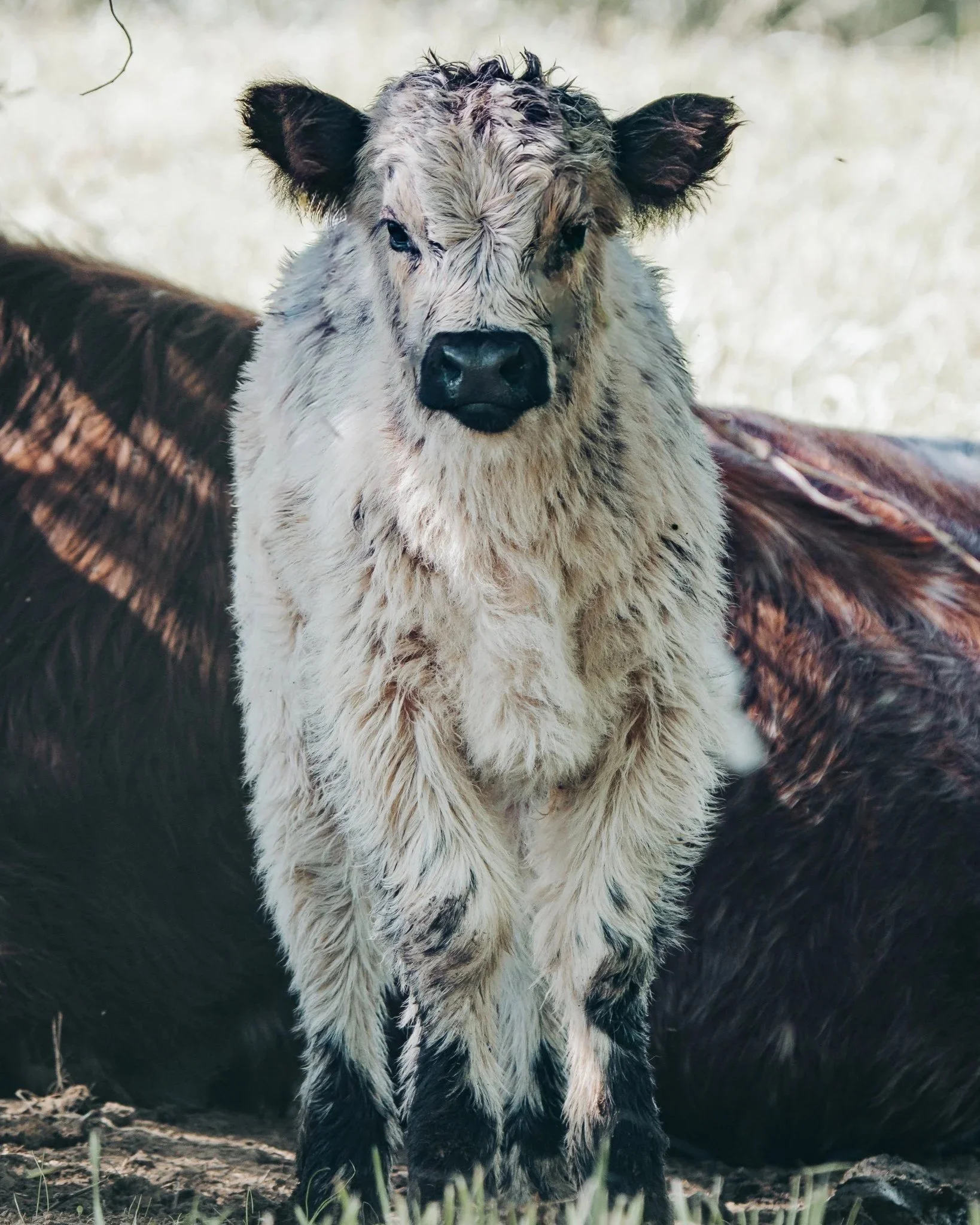 A young calf with a fluffy, light-colored coat and dark markings on its legs and face, standing outdoors on grass.