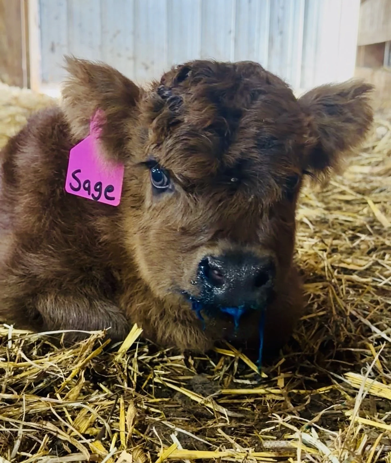 A brown puppy with a pink name tag reading 'Sage' lying down on straw bedding in a barn or stable, drooling with blue liquid around its mouth.