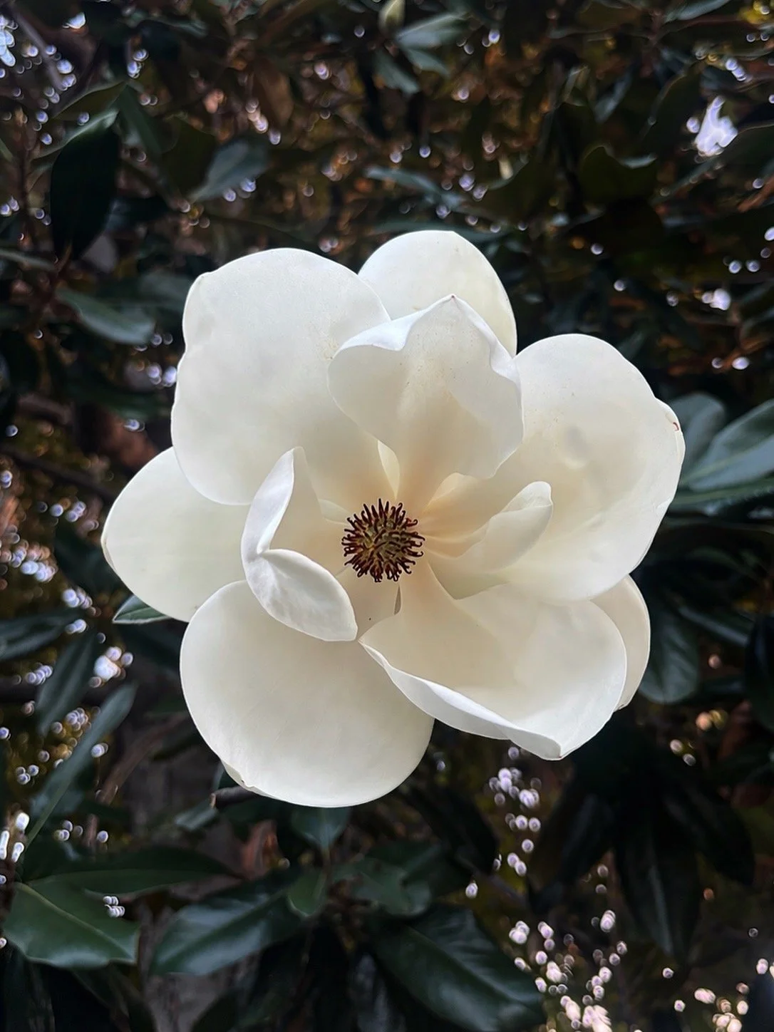 Blooming