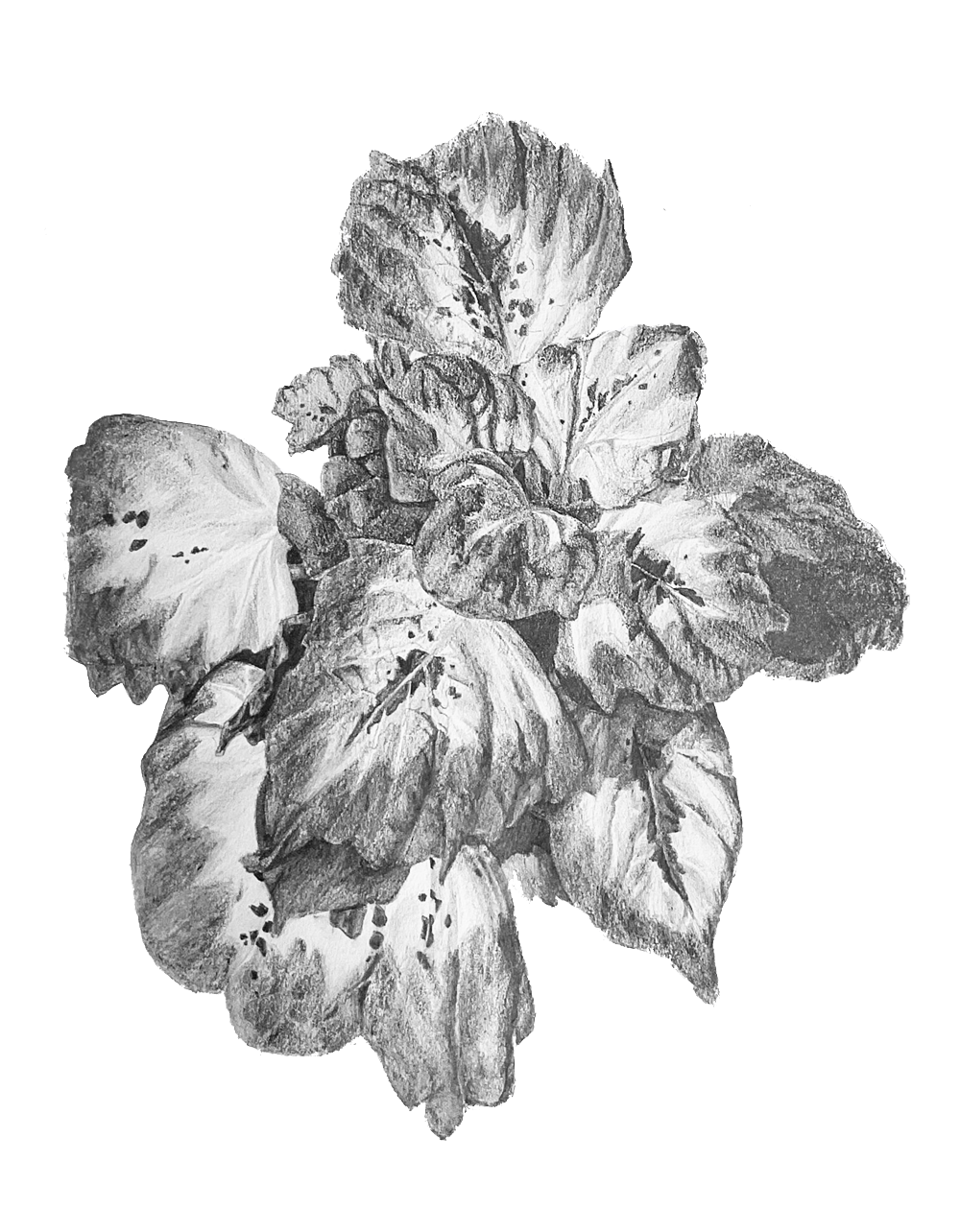 coleus_plant.png