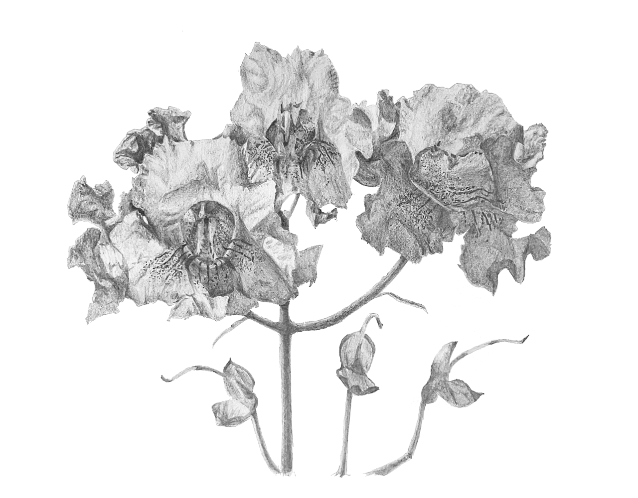 western_catalpa.png