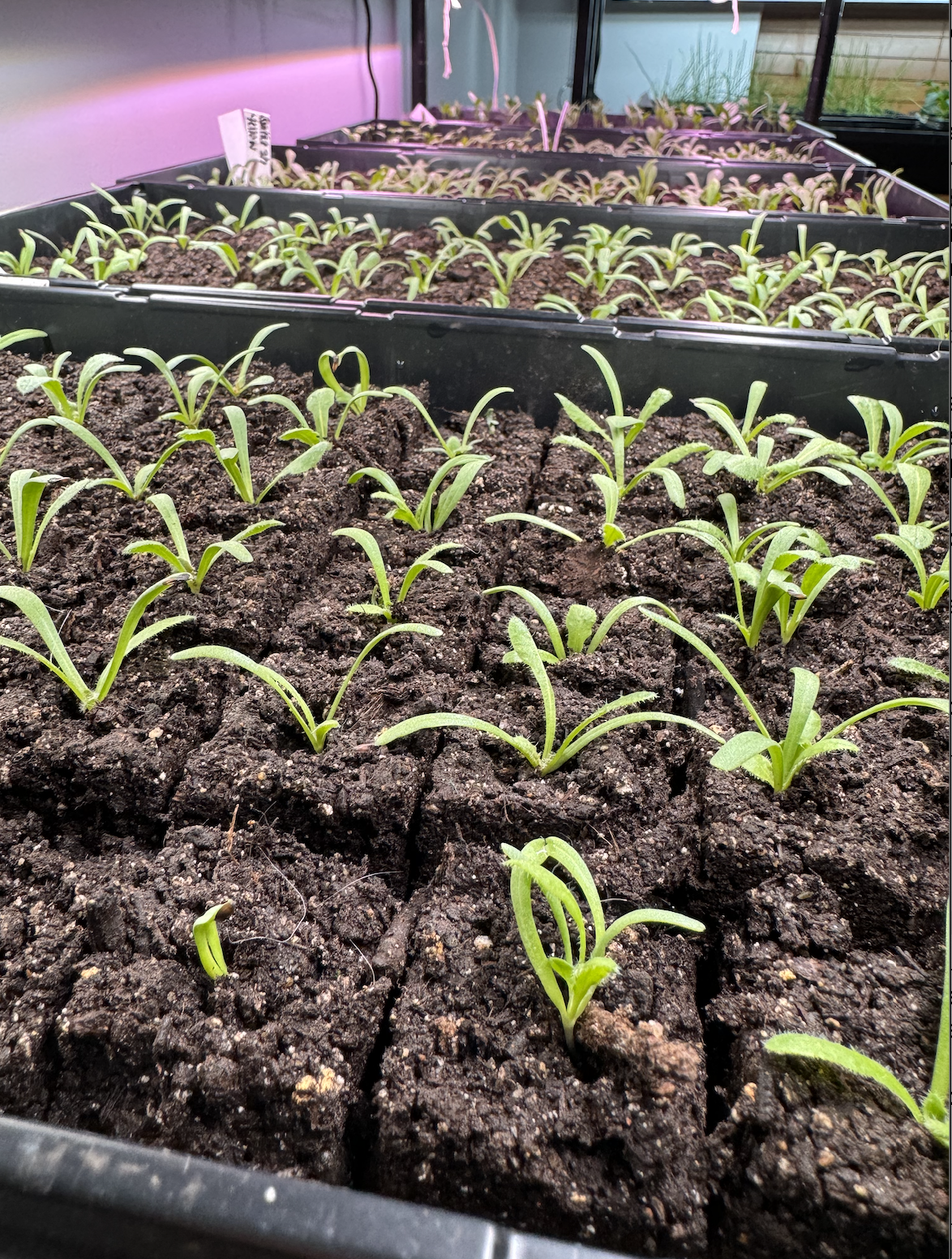 Seed Starting Workshop