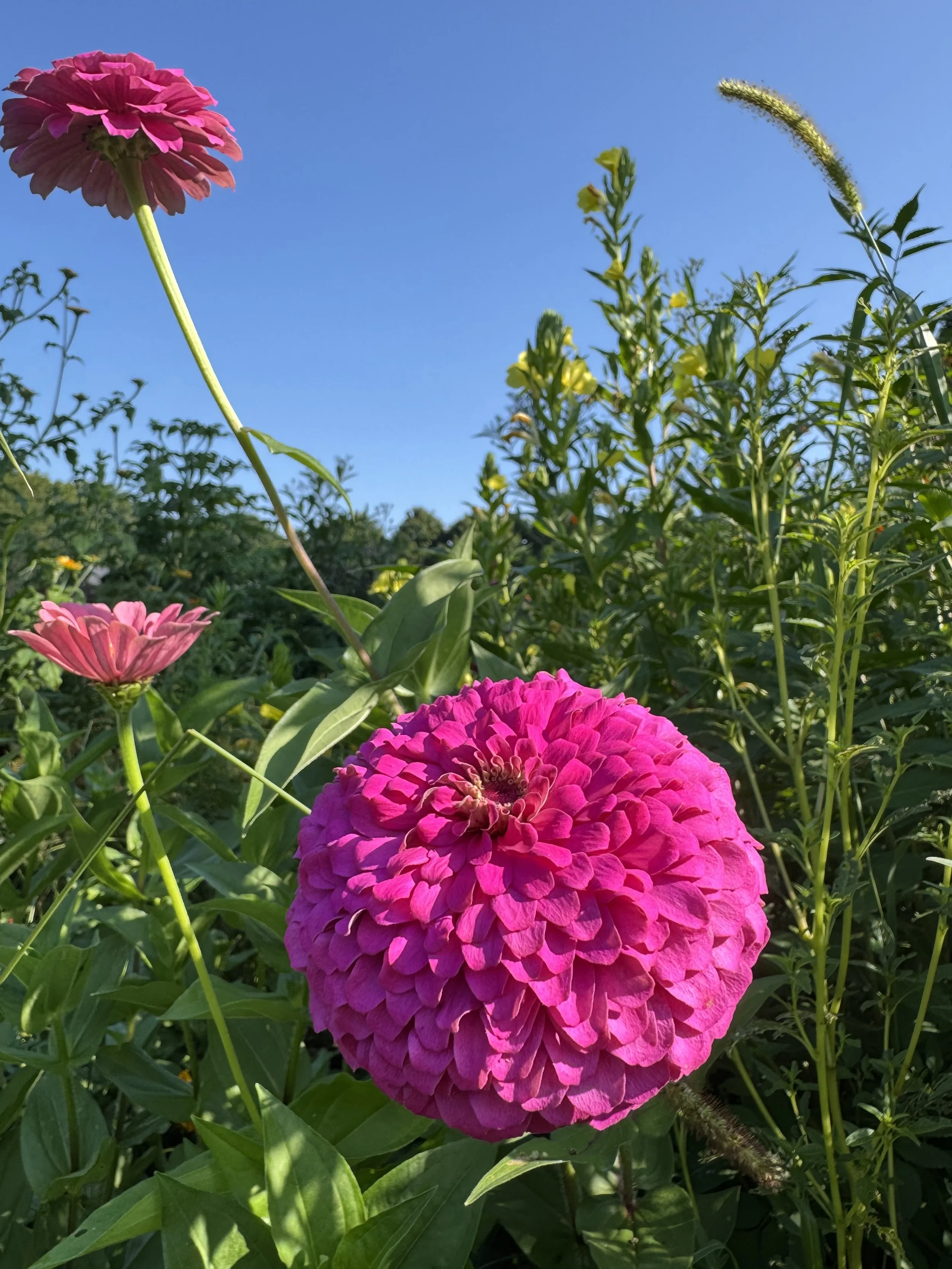 Summer Celebration