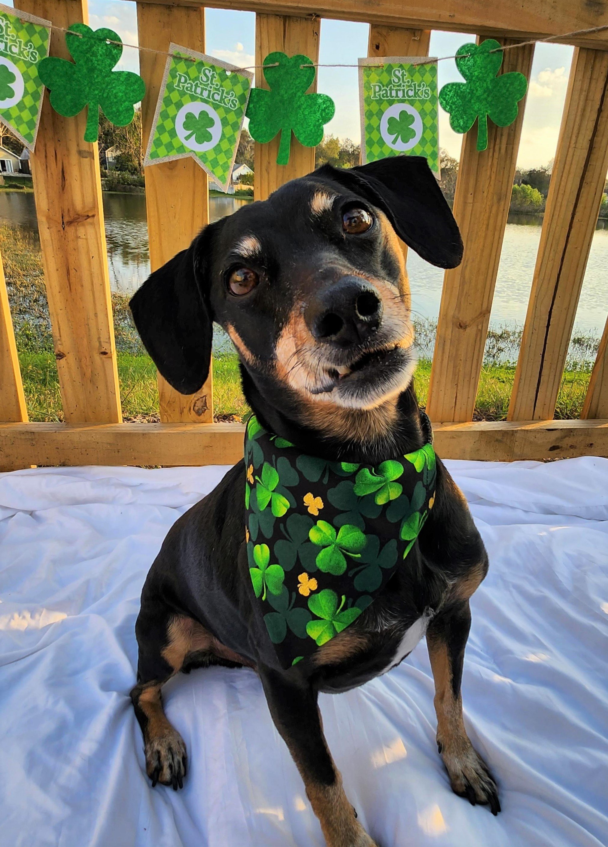Baxter in Shamrocks Galore - 4 - Straightened, Cropped, Brightness and Saturations Boosted.jpeg