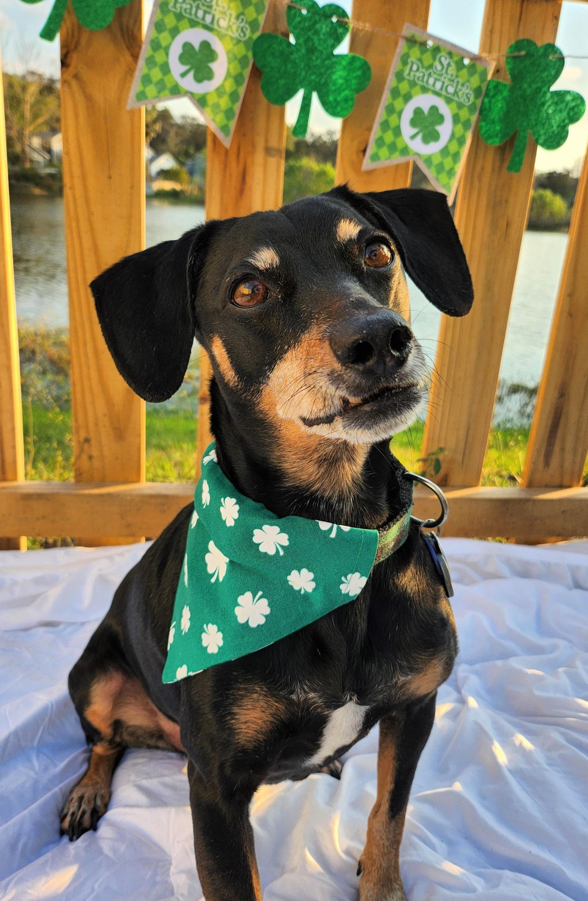 Baxter in Lucky Green - 2 - Straigtened, Cropped, Brightness, Saturation, and Clarity Boosted.jpeg