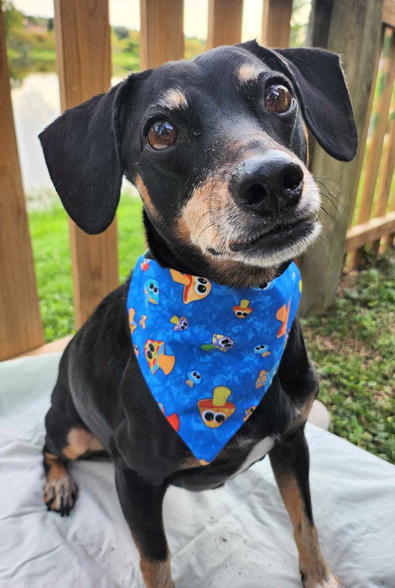 Baxter in A Fungus Amongus Bandana - 1 - Brightness and Sharpness Boosted and Cropped.jpg