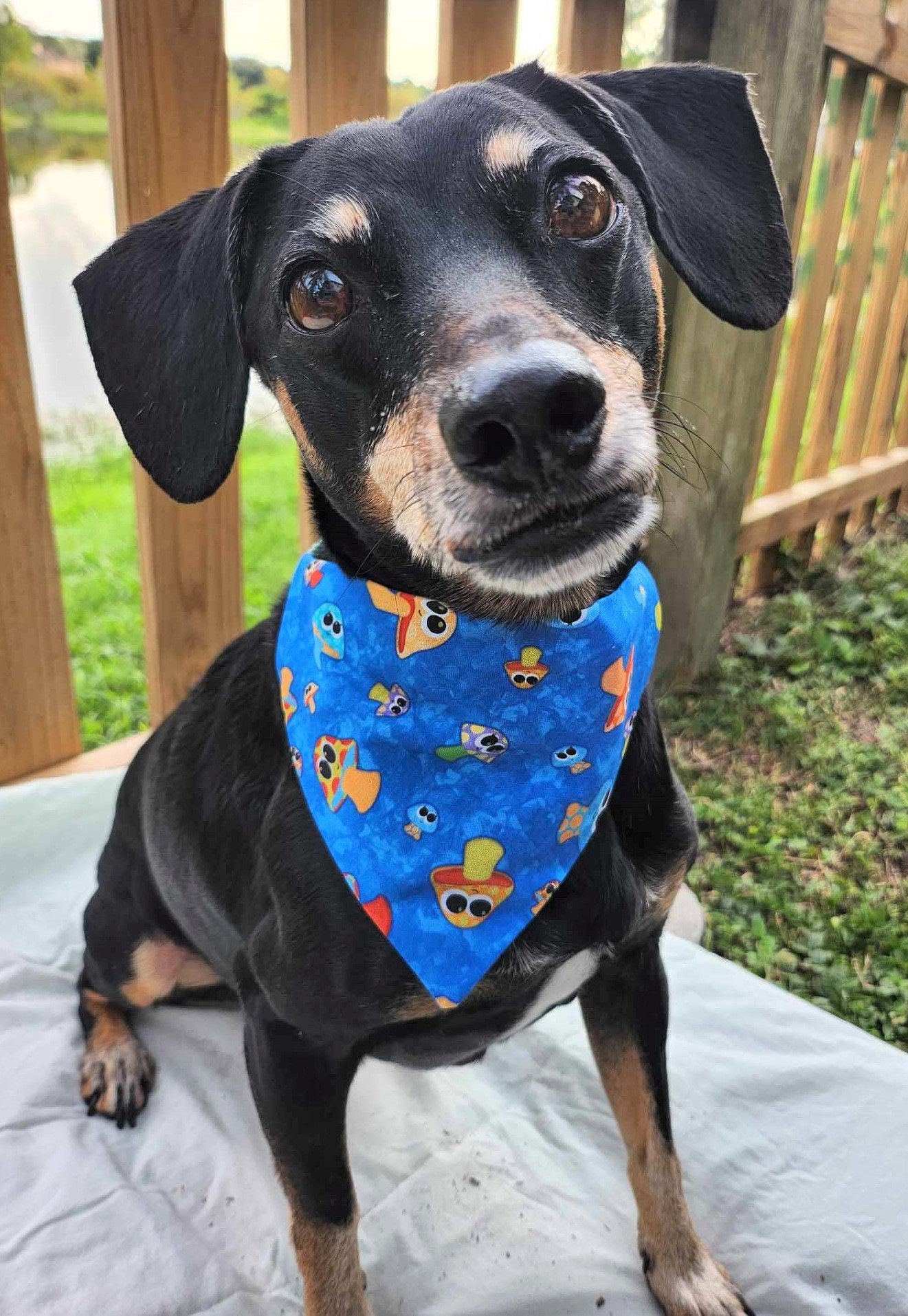 Baxter in A Fungus Amongus Bandana - 3 - Brightness and Sharpness Boosted and Cropped.jpg