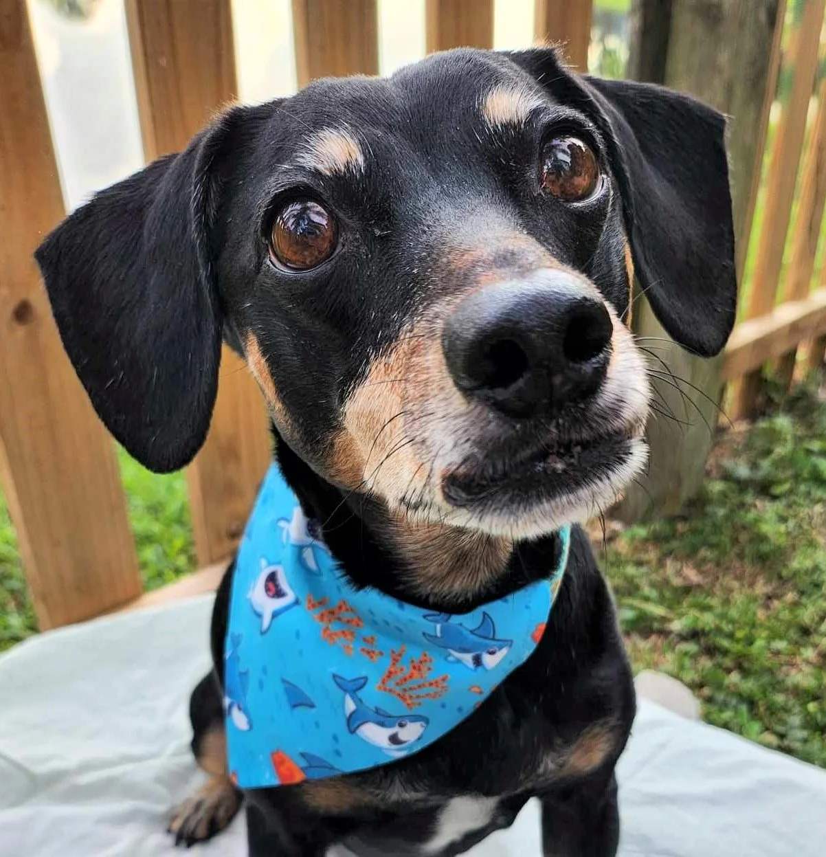 Baxter in Silly Sharks Bandana - 3 - Brightness, Saturation, and Sharpness Boosted and Cropped.jpg