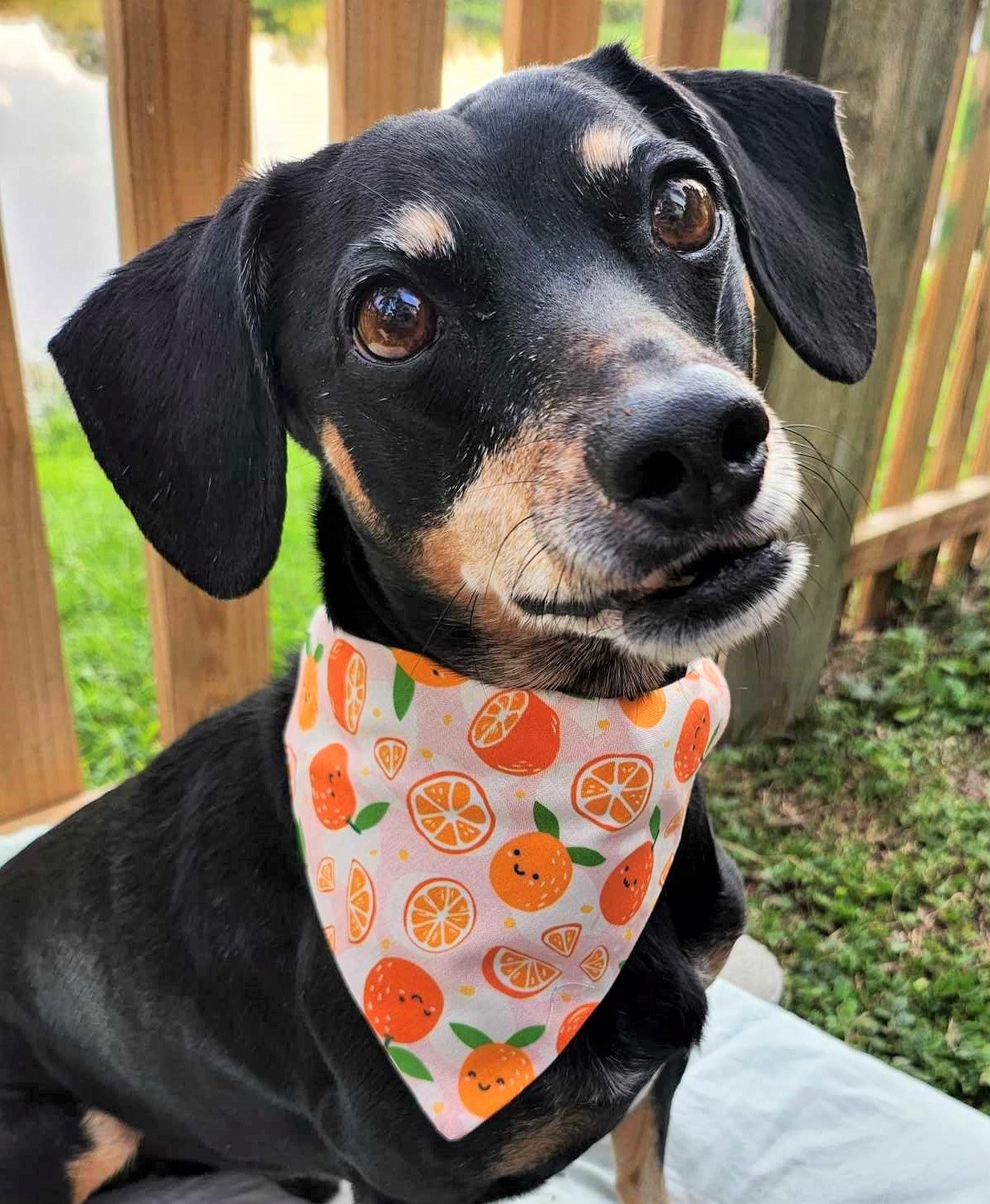 Baxter in Citurs Smiles Bandana - 3 - Brightness, Saturation, and Sharpness Boosted and Cropped.jpg