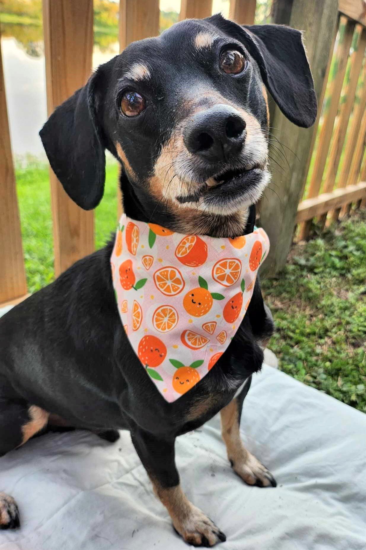 Baxter in Citurs Smiles Bandana - 2 - Brightness, Saturation, and Sharpness Boosted and Cropped.jpg