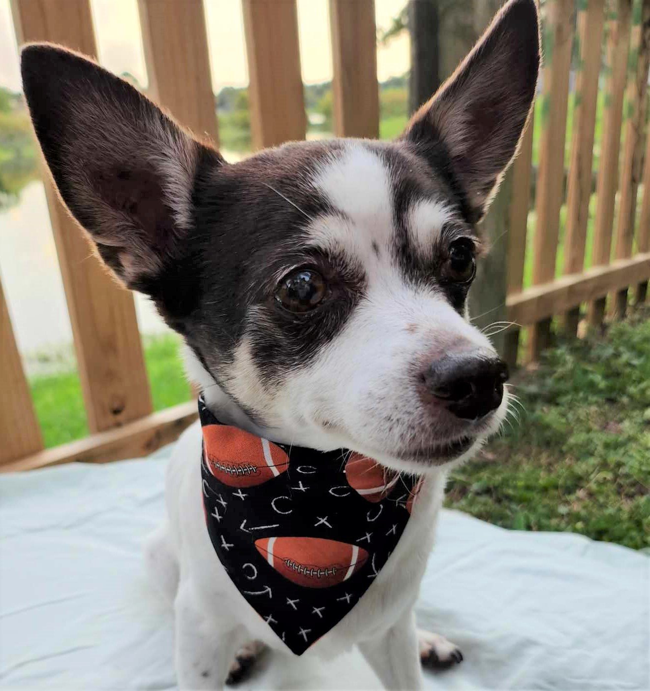 Luxe in Touchdown Bandana - 6 - Brightness, Saturation, and Sharpness Boosted and Cropped.jpg