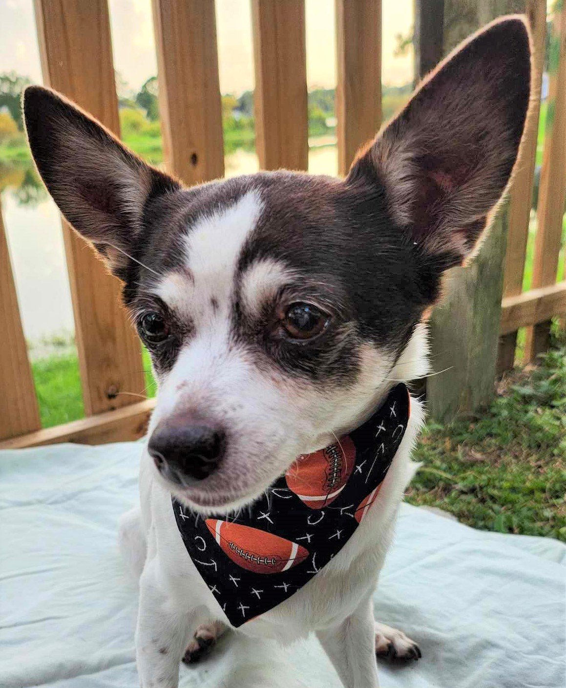 Luxe in Touchdown Bandana - 4 - Brightness, Saturation, and Sharpness Boosted and Cropped.jpg