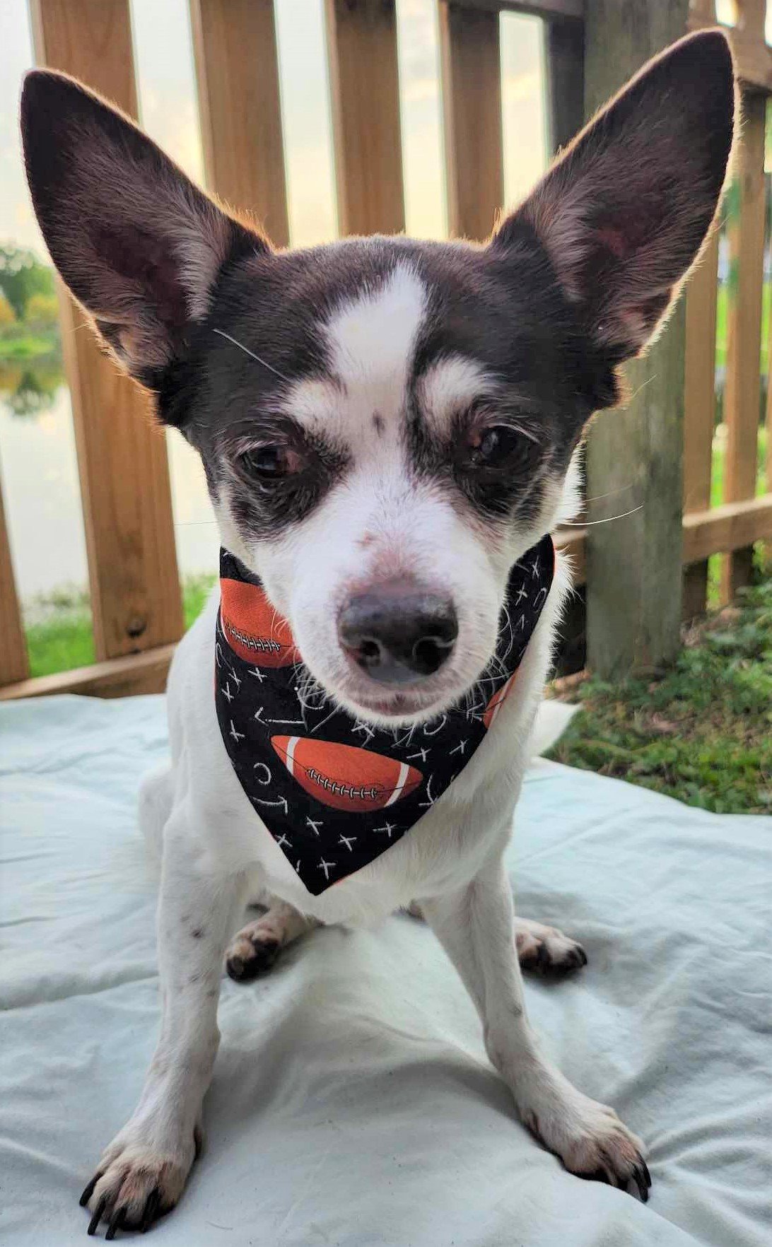 Luxe in Touchdown Bandana - 3 - Brightness, Saturation, and Sharpness Boosted and Cropped.jpg
