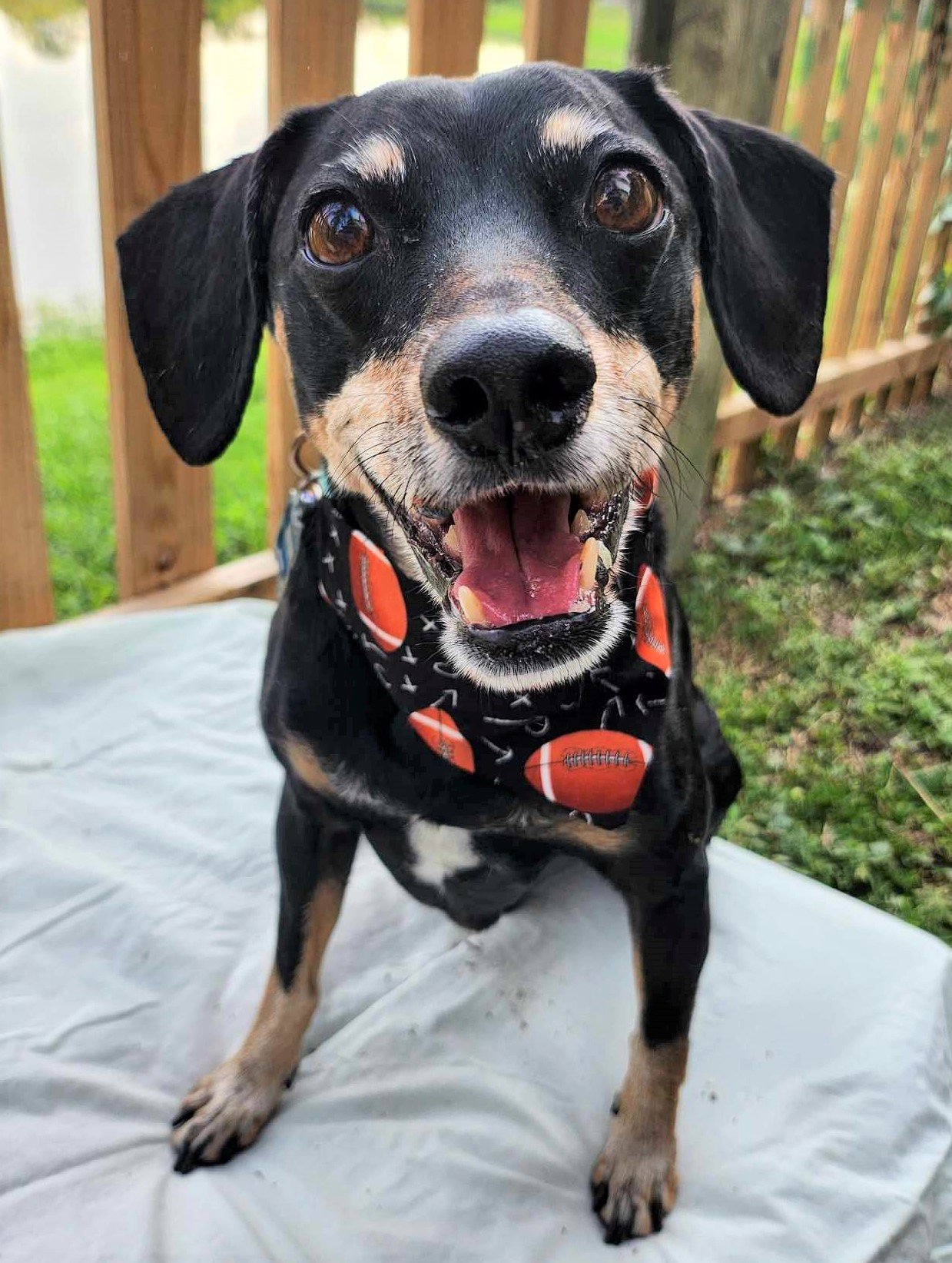 Baxter in Touchdown Bandana - 3 - Brightness, Saturation, and Sharpness Boosted and Cropped.jpg