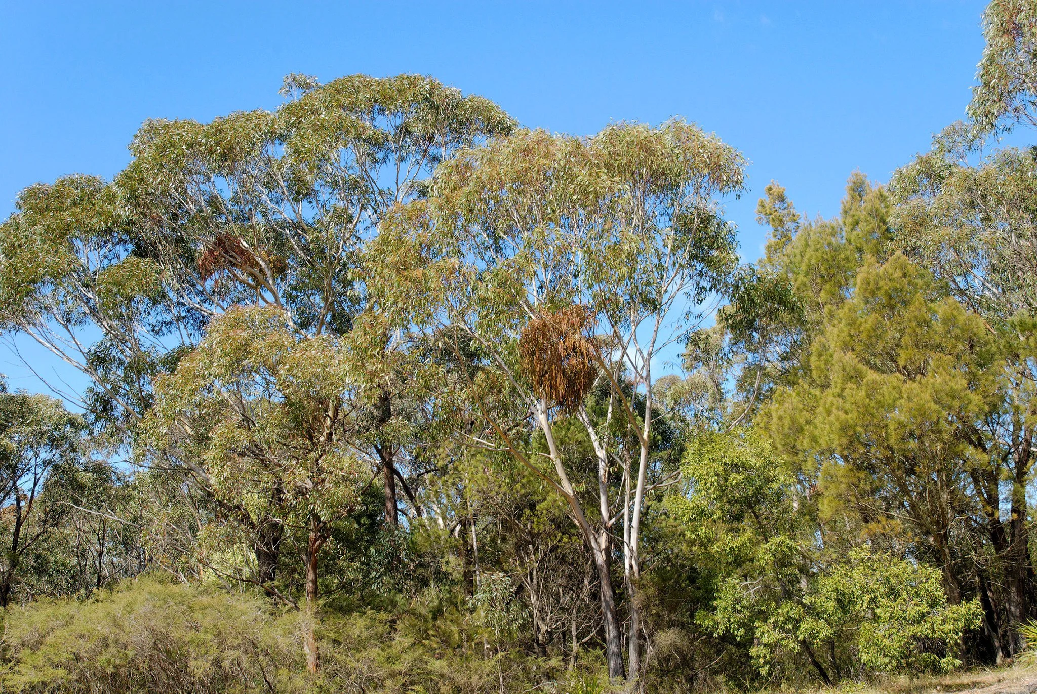 Up With Trees - Down With Capitalism