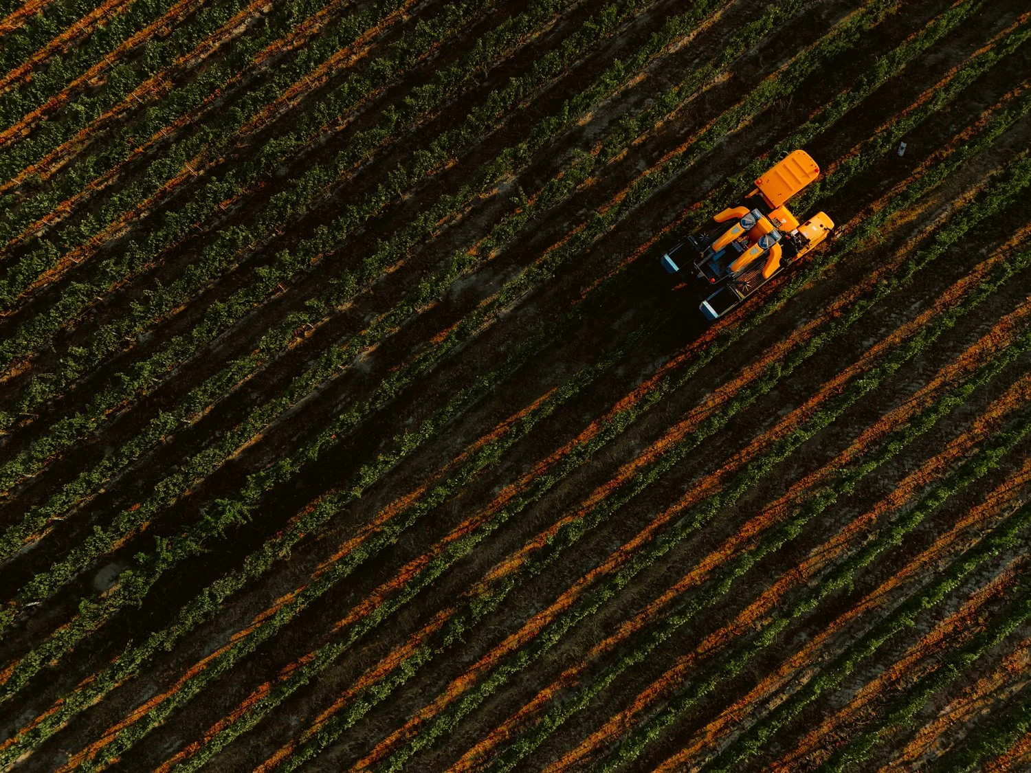 Tractor going through rows of vines
