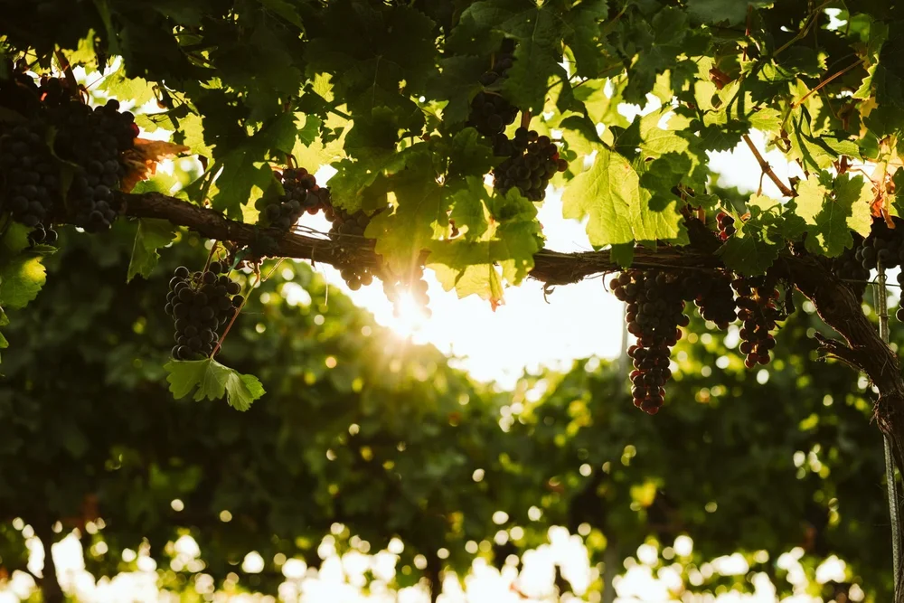 jen-leyden-creative-direction-work