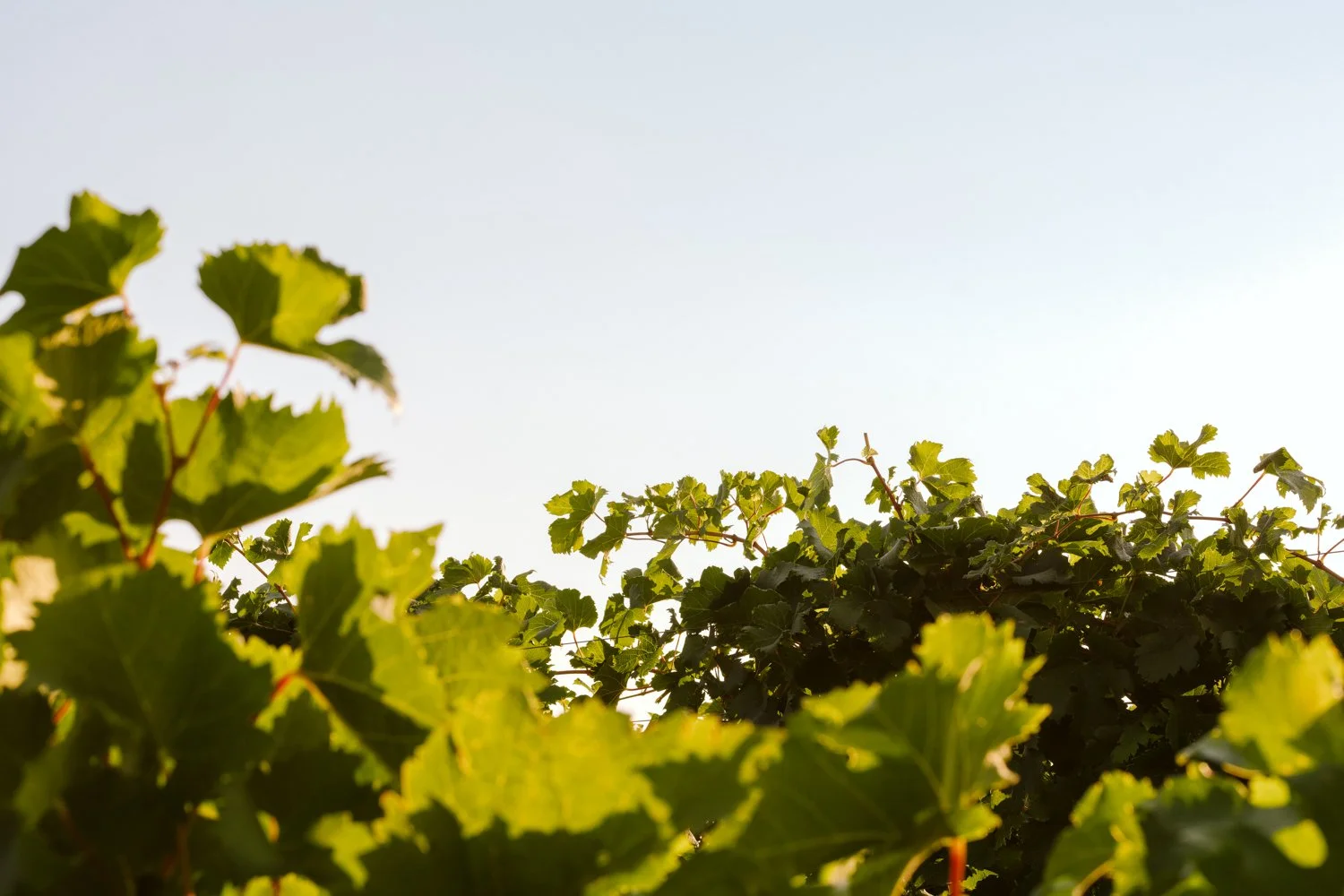 Vineyard photography direction for Red Mountain AVA wine country editorial shoot