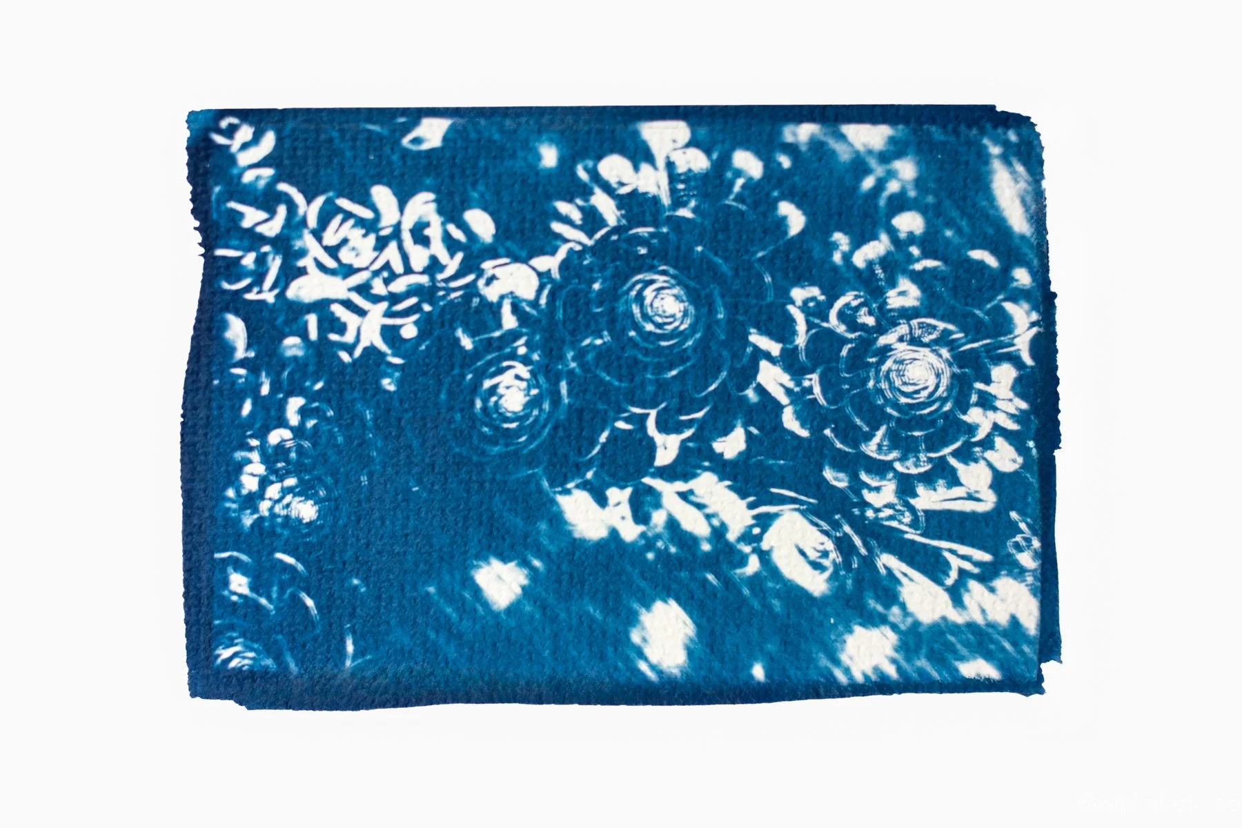 Suculents - Cyanotype