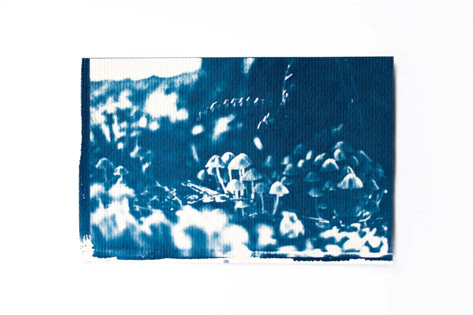 Mushrooms Forest - Cyanotype
