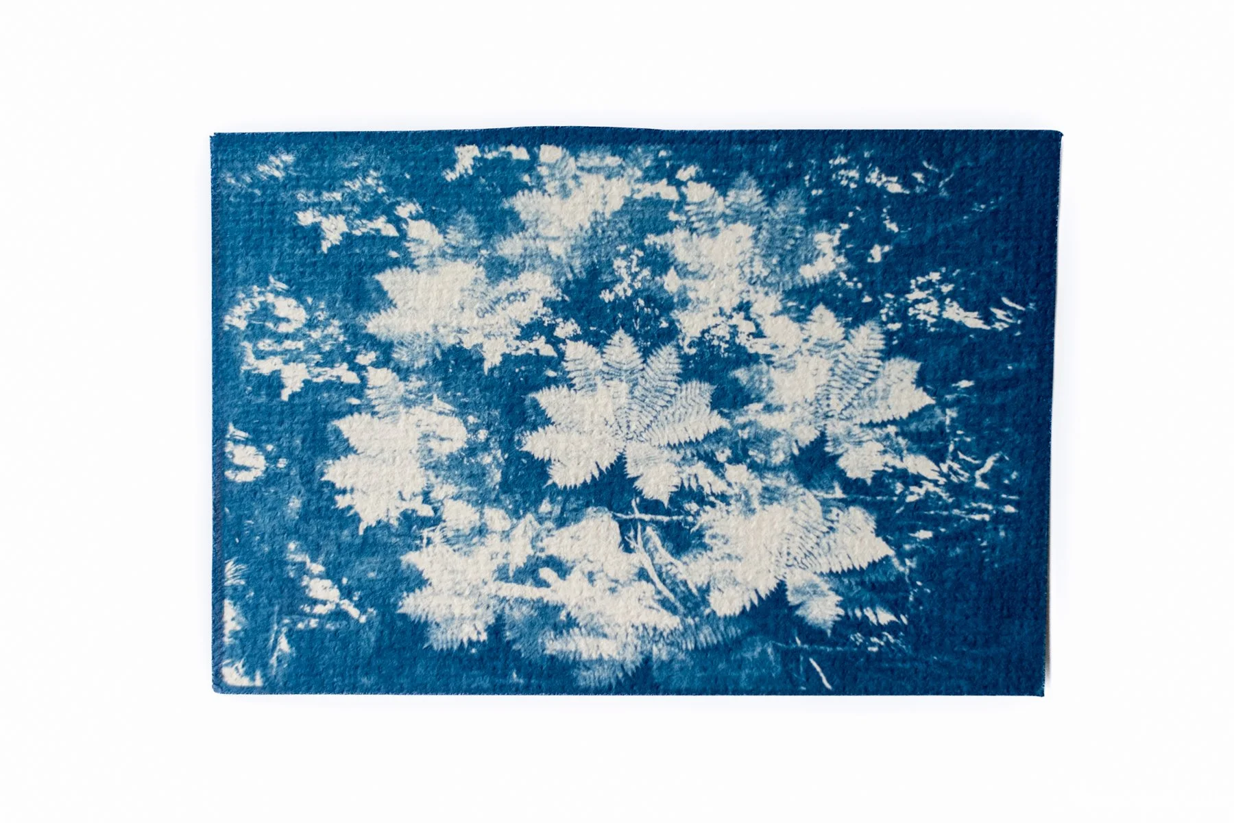 Paparoa - Cyanotype