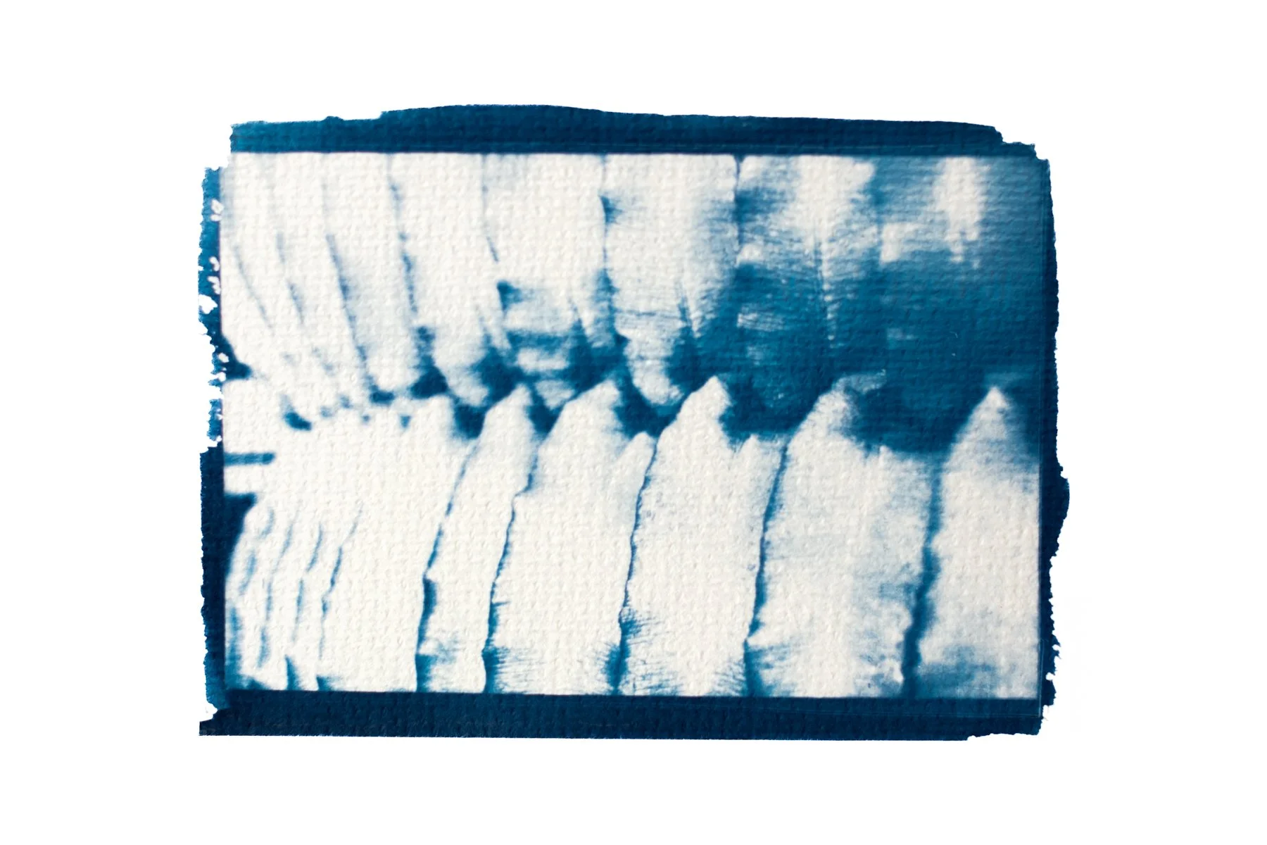Hoja Patagónica - Cyanotype