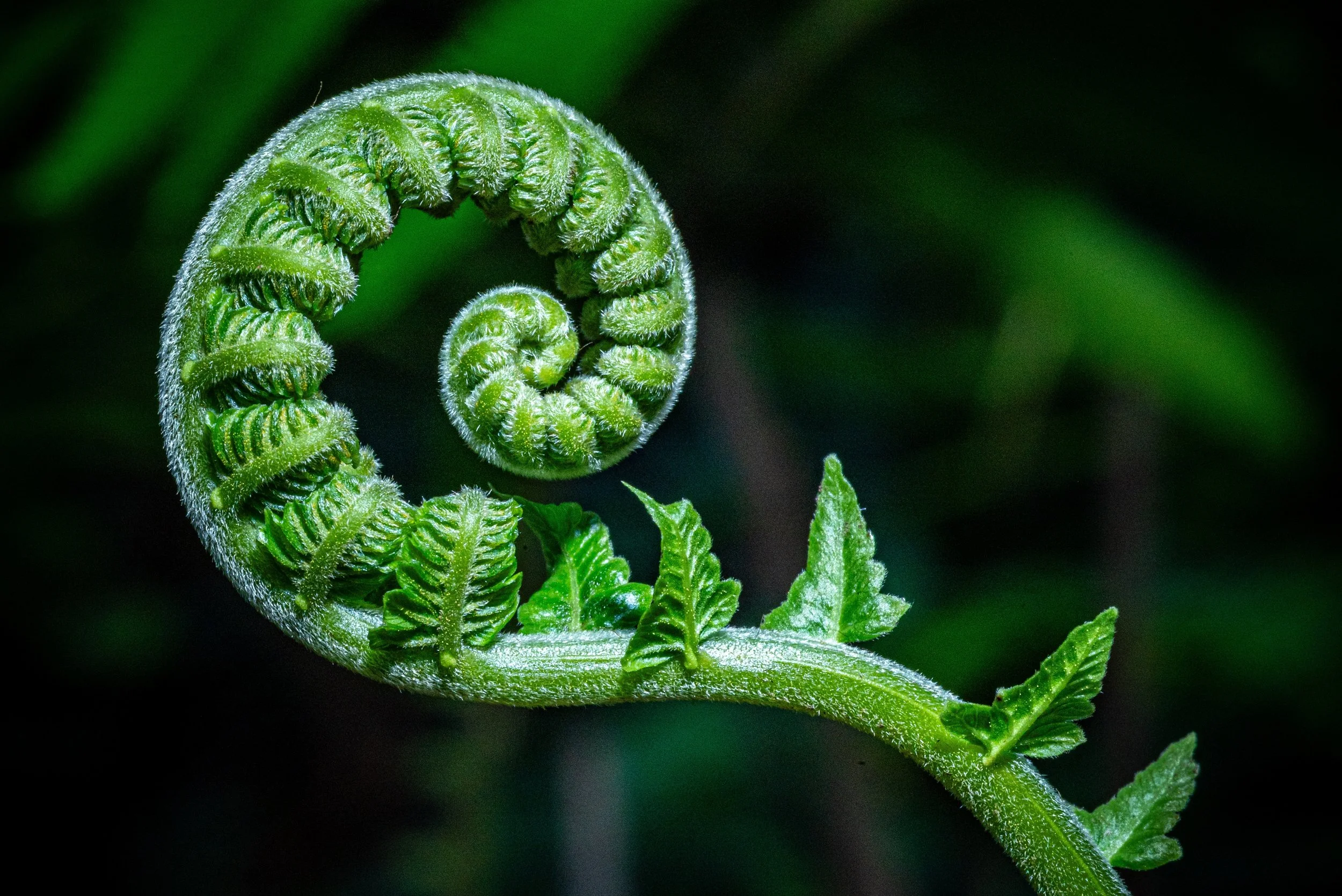 A young green fern frond unfurling in a spiral against a dark background.