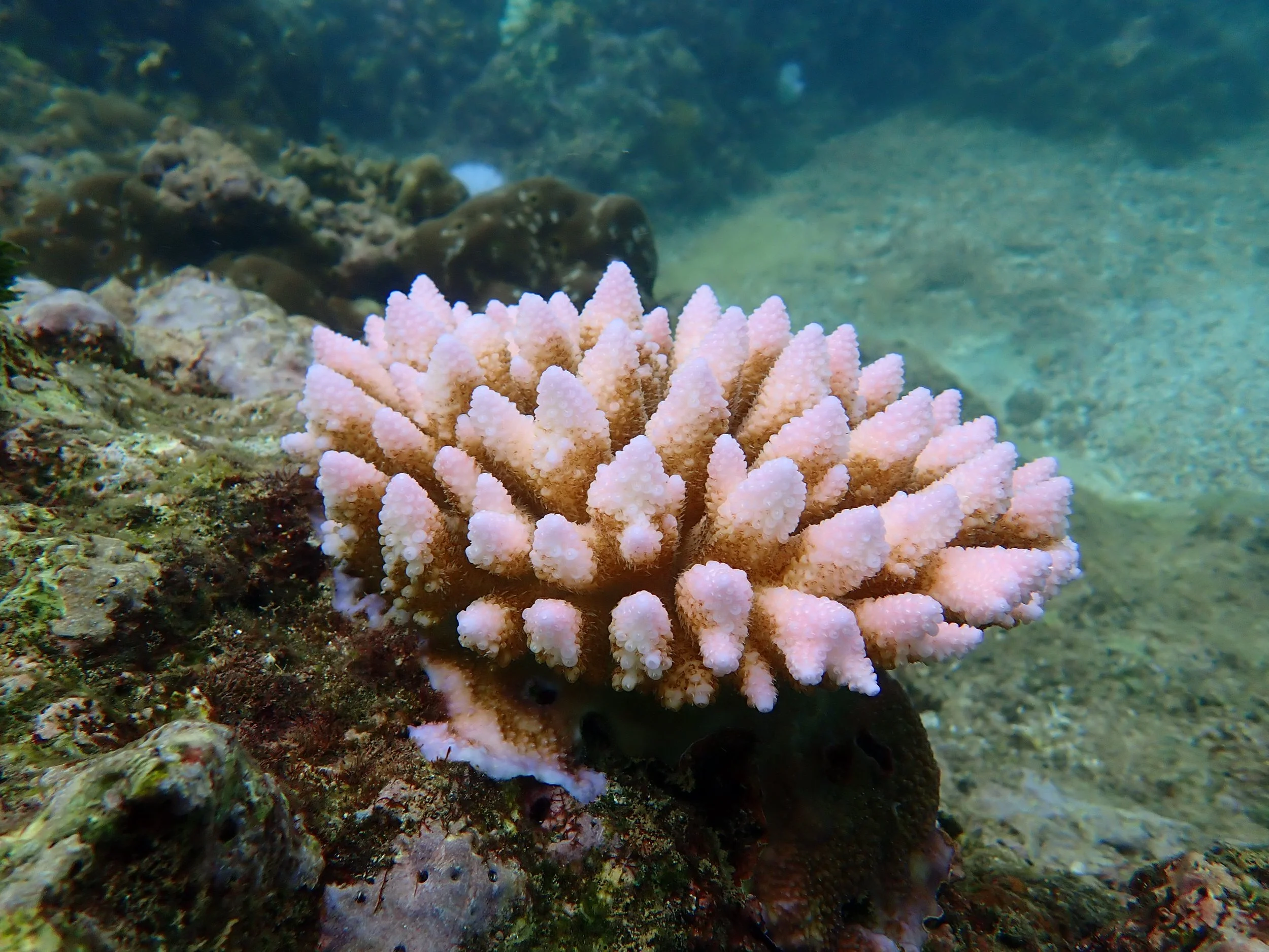 Fluorescent pinkish branching coral colony