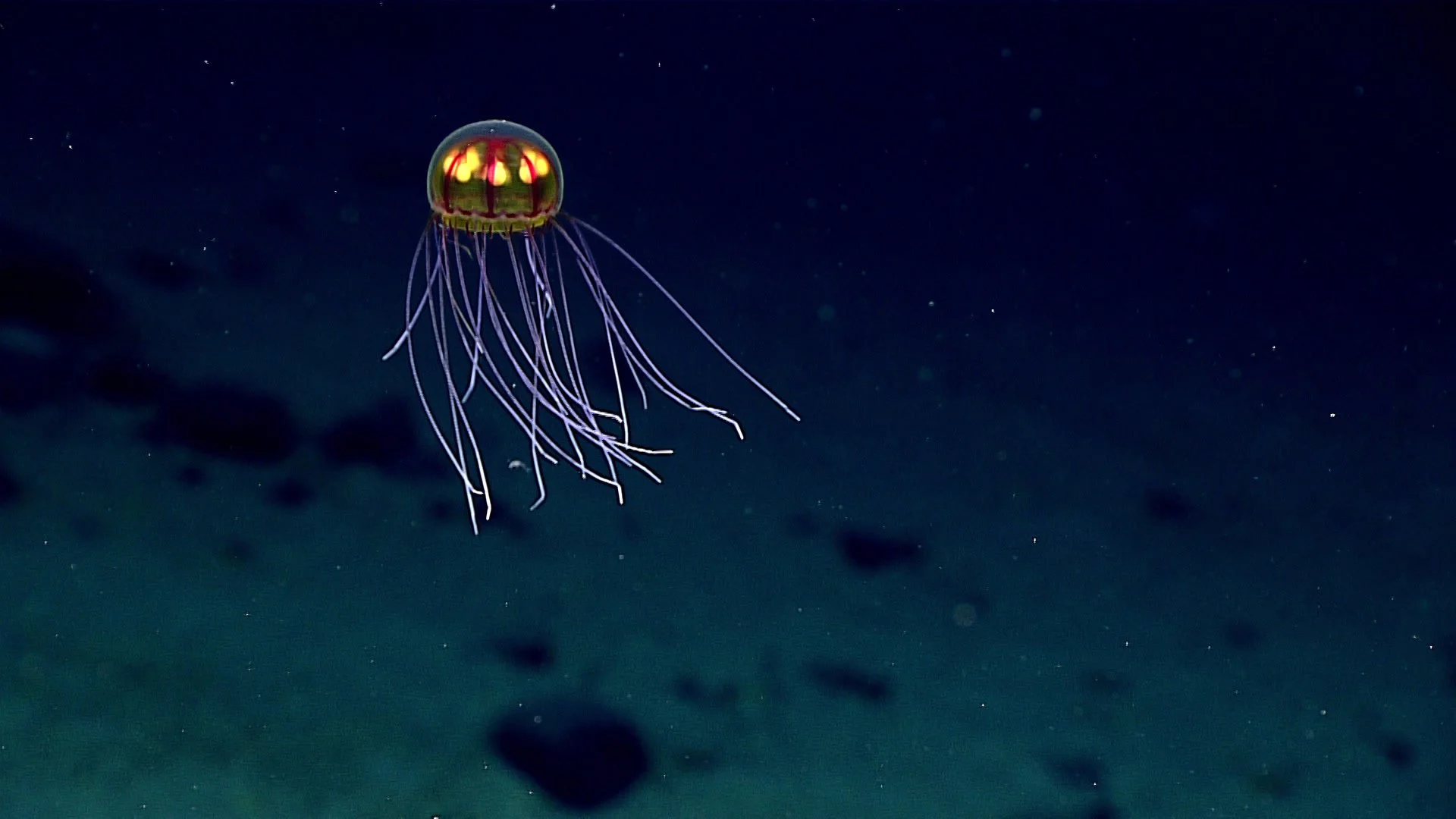 Yellow transparent jellyfish hovering in the deep-sea