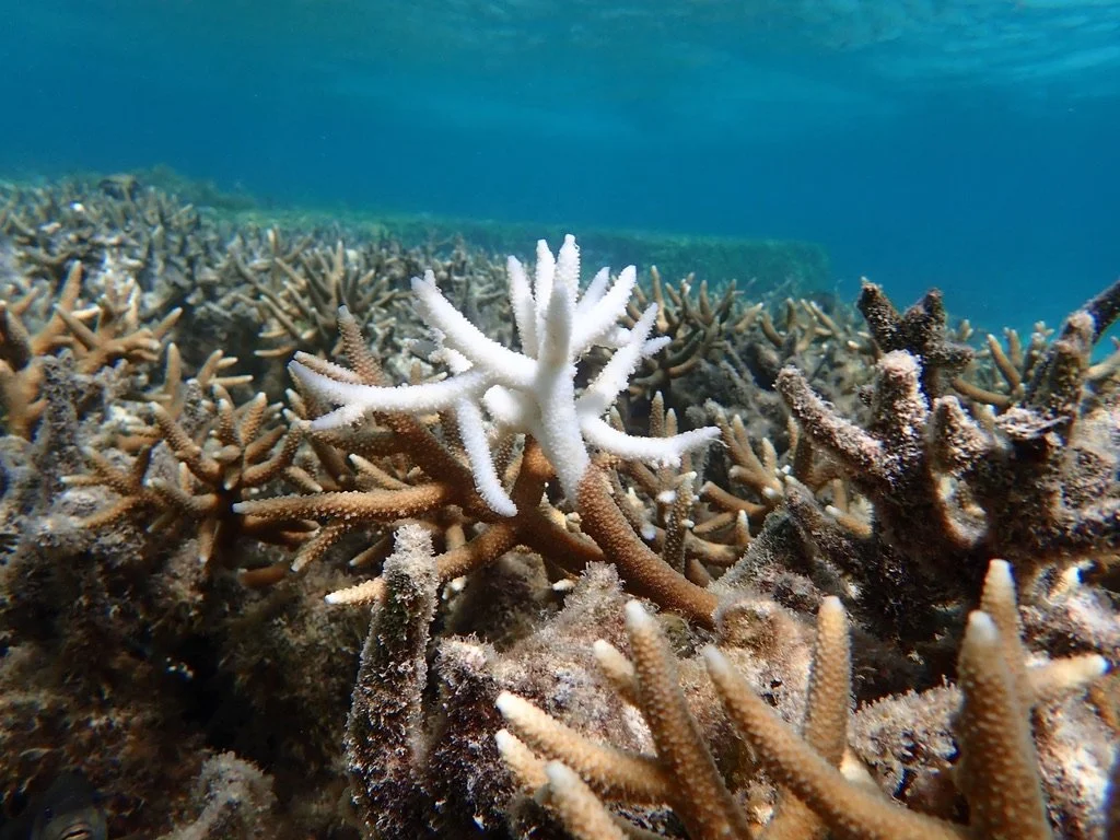 White branching coral among a sea of healthy brown branching coral
