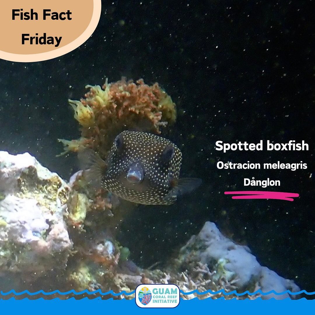 Fish Fact Friday is back atcha with a new style!
This week, meet the spotted boxfish 📦🐟

First 3 photos and video by Olivia Ba&ntilde;ez, 4th photo (the one in the circle) by Ashton Williams