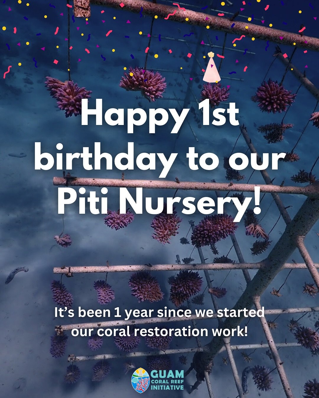 Established in June of 2024, our Piti Nursery is now one year old!

Funded by the National Marine Sancturary Foundation, our 4-person restoration team has logged over 50 scuba dives each this past year to set up our Piti Nursery. With the help of 9 v