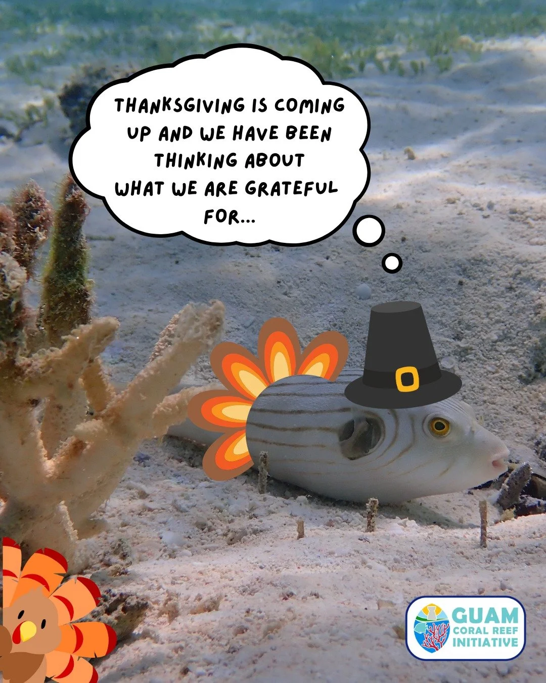 Shell-ebrating all the things we're thankful for this year 🐚🦞✨ 

We are all especially thankful for humans who take care of and protect our home 💙 Happy early Thanksgiving from under the sea!