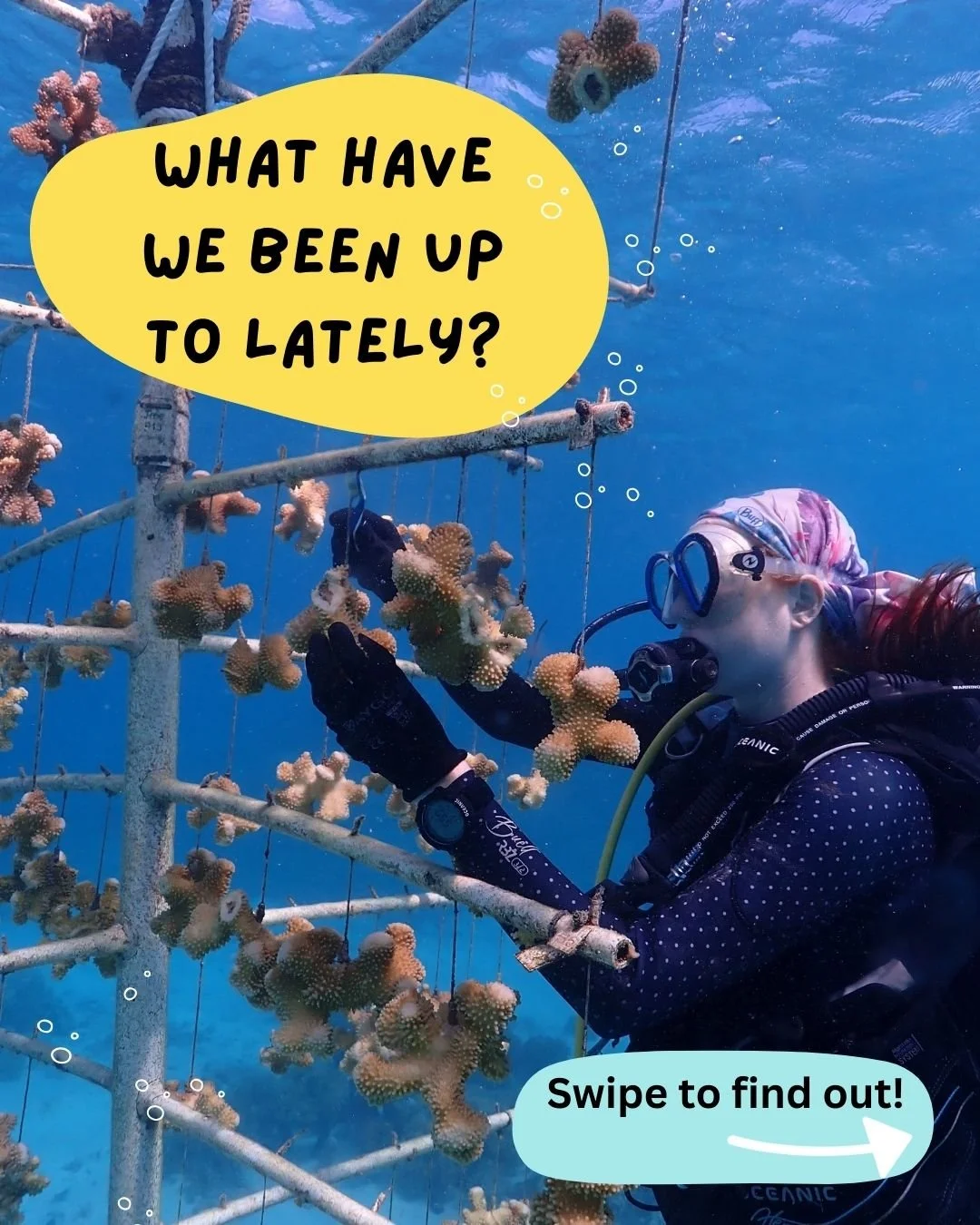 Happy 2026! We hope everyone had a wonderful holiday season and we are excited for a new year of protecting Guam's coral reefs 😀 Follow along to see all that we get up to this year!