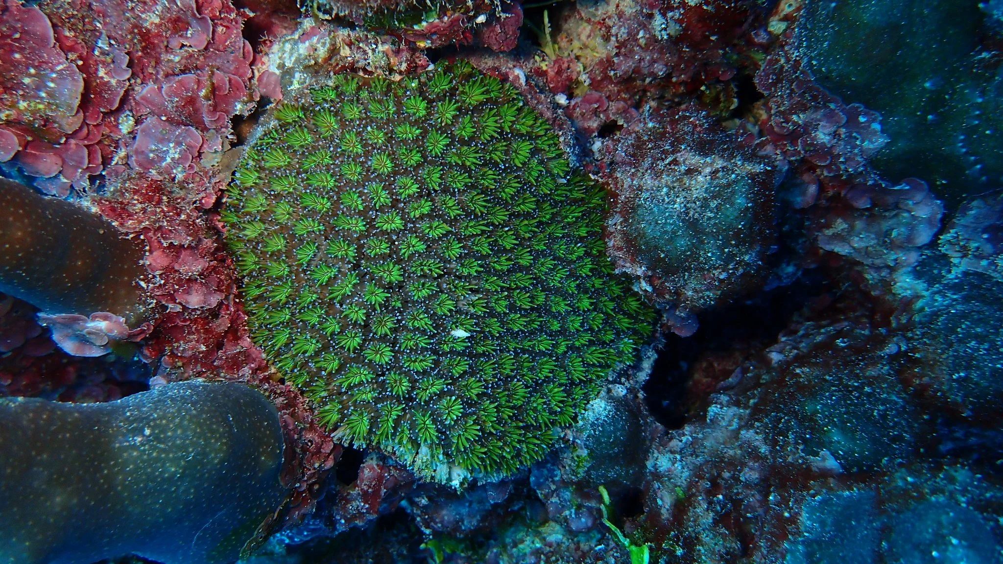 Green galaxy coral surrounded by red algae