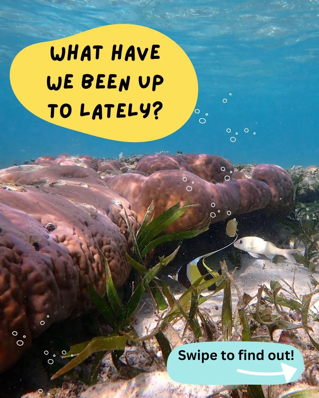 What a busy first month of the year! Swipe to see all that GCRI has been working on in the new year so far  and follow along for monthly updates🐠