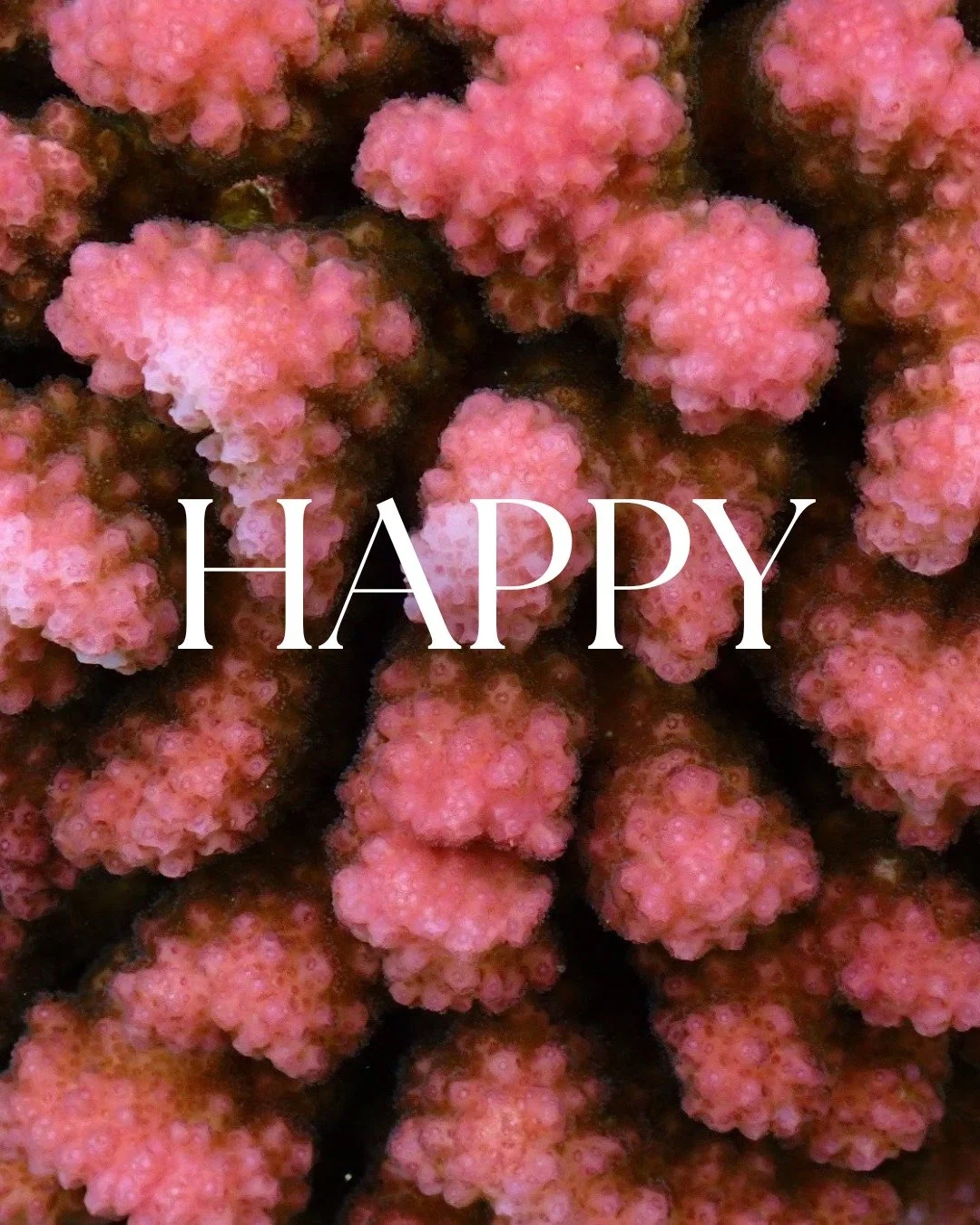 Happy Valentine's Day, from the reef to you! 🩷🪸