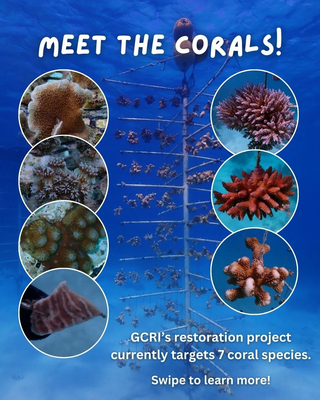 Did you know Guam&rsquo;s reefs have over 400 species of stony corals? 🤯 It would be difficult to have every single coral species in our nurseries, but GCRI aims to incorporate that diversity into our restoration project by growing a wide range of c