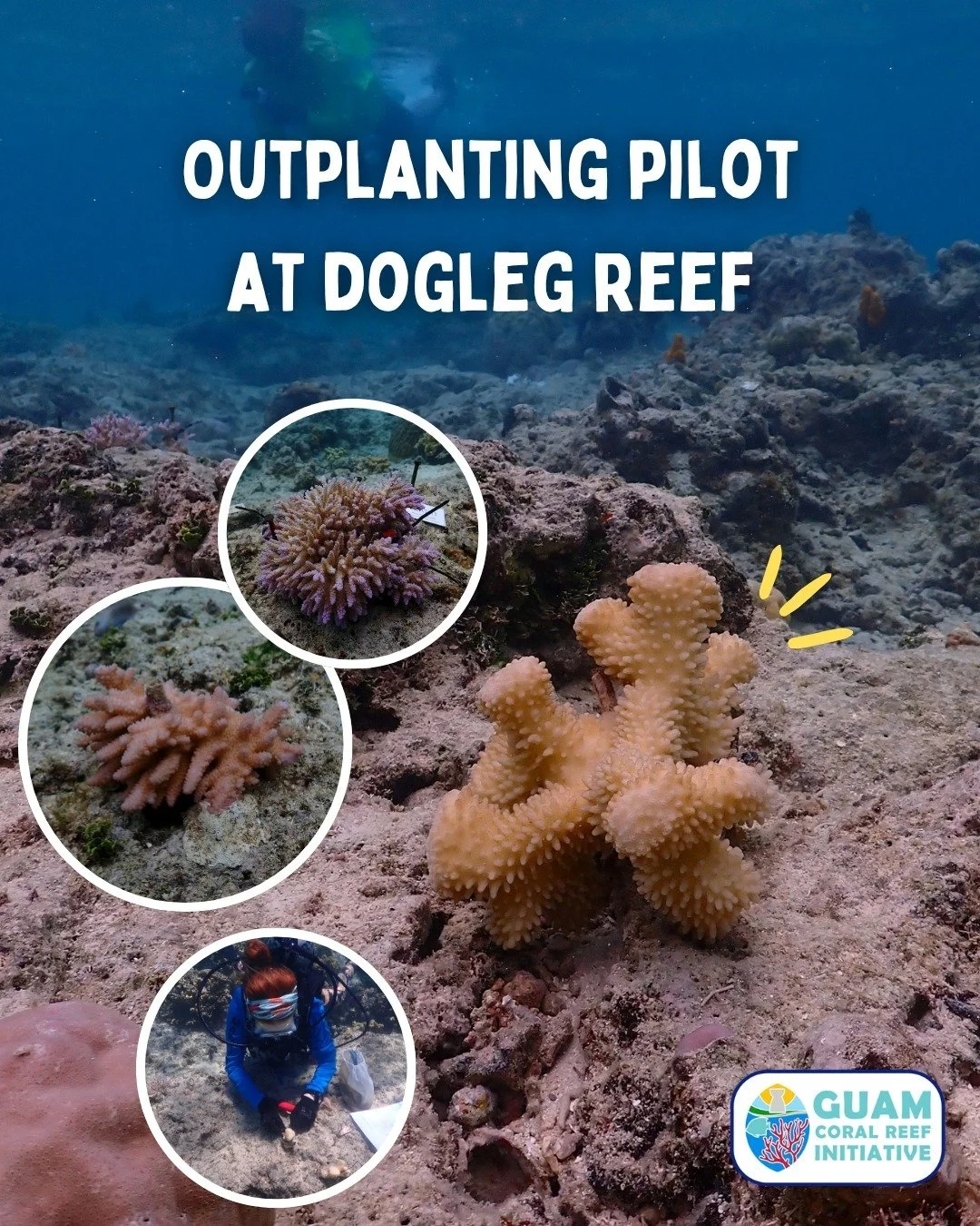 The GCRI restoration team just completed our first pilot outplanting project! 🎉 Over the past month, the team and several volunteers have outplanted a total of 280 corals from 5 species, all sourced from our ocean nurseries. This pilot project inclu