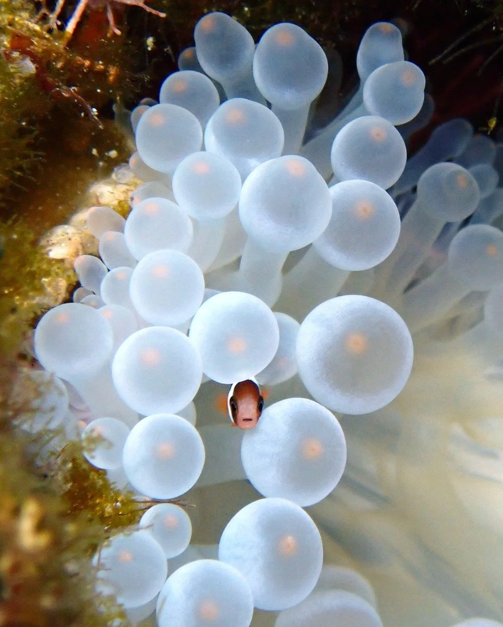Happy World Oceans Day! 
Enjoy some Guam ocean eye candy, photos by GCRI staff 🪸🐠🐡🌊🇬🇺
