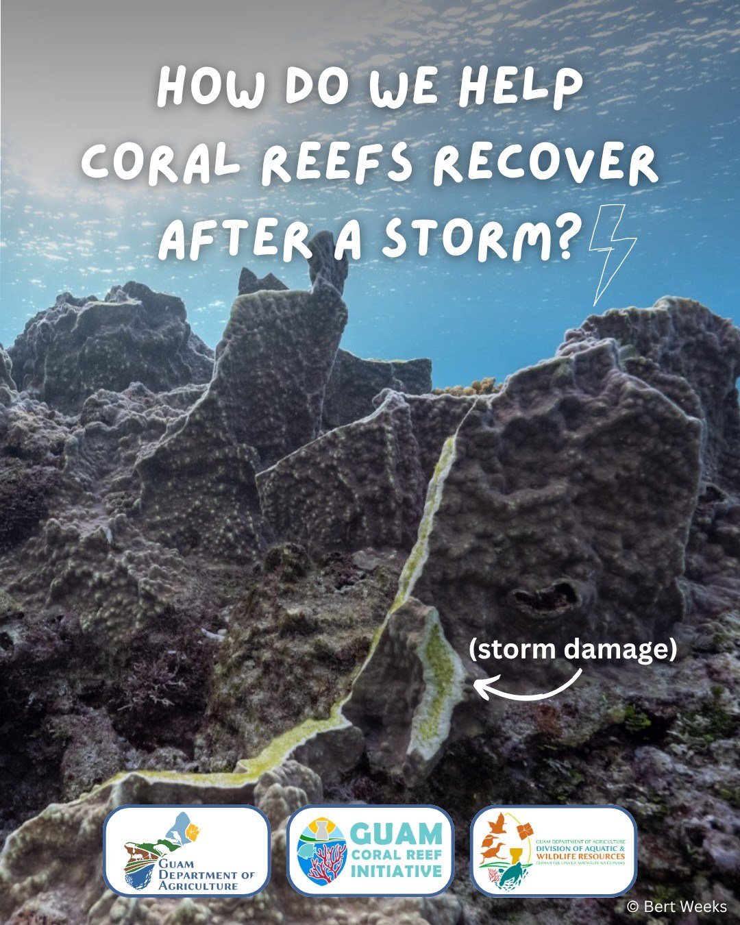 In the wake of Super Typhoon Sinlaku, the need for unified rapid response to protect Guam&rsquo;s coral reefs is clearer than ever. 🌀🪸 Our reefs protect us&mdash;now it's our turn to protect them. 🫶🏼 

When disturbances like bleaching, disease, v