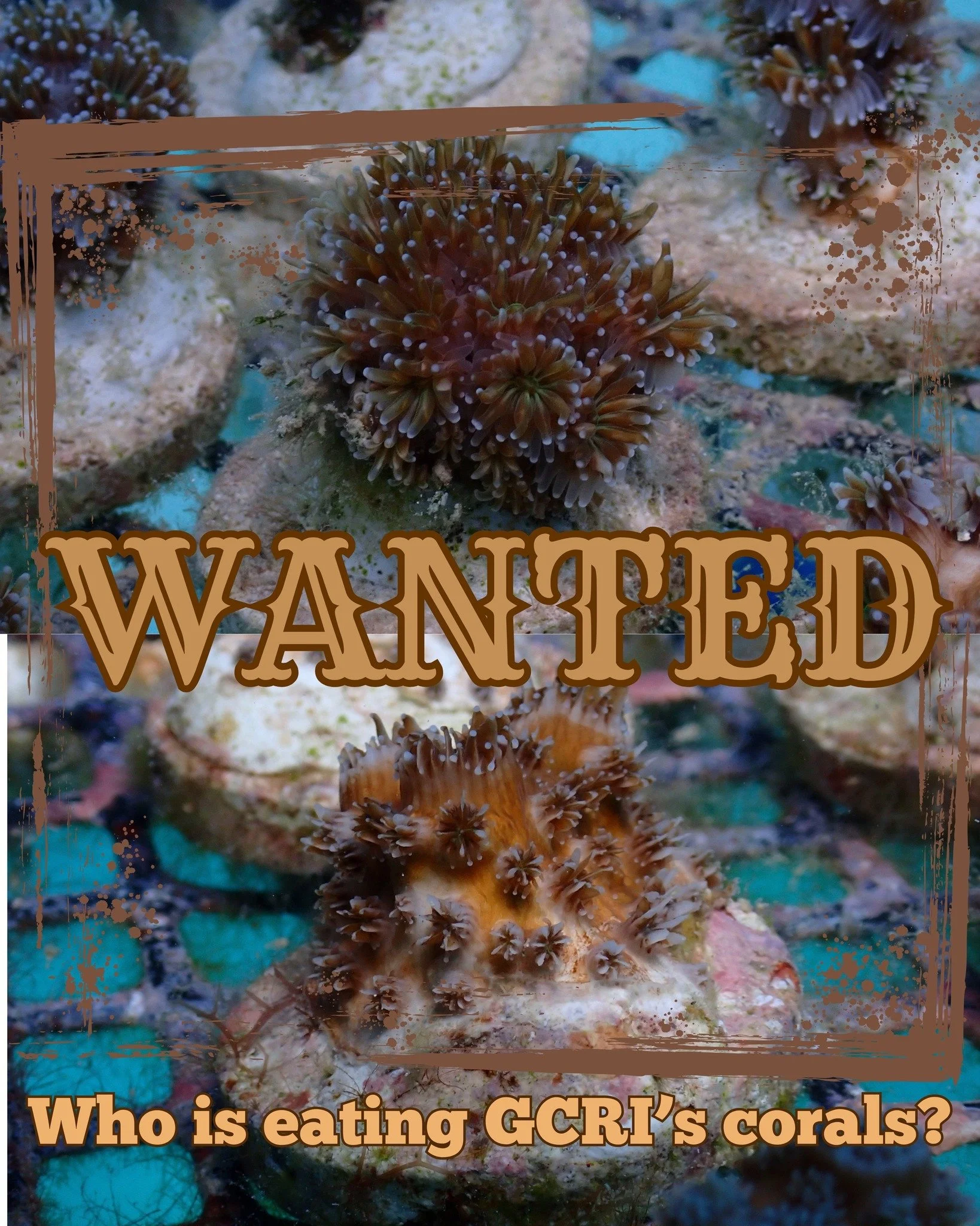 WANTED &ndash; coral predators! Learn more about some potential suspects who have been eating GCRI&rsquo;s nursery and outplanted corals 👀 

While this post may be a little silly, it is important to note that all species mentioned in the post are na