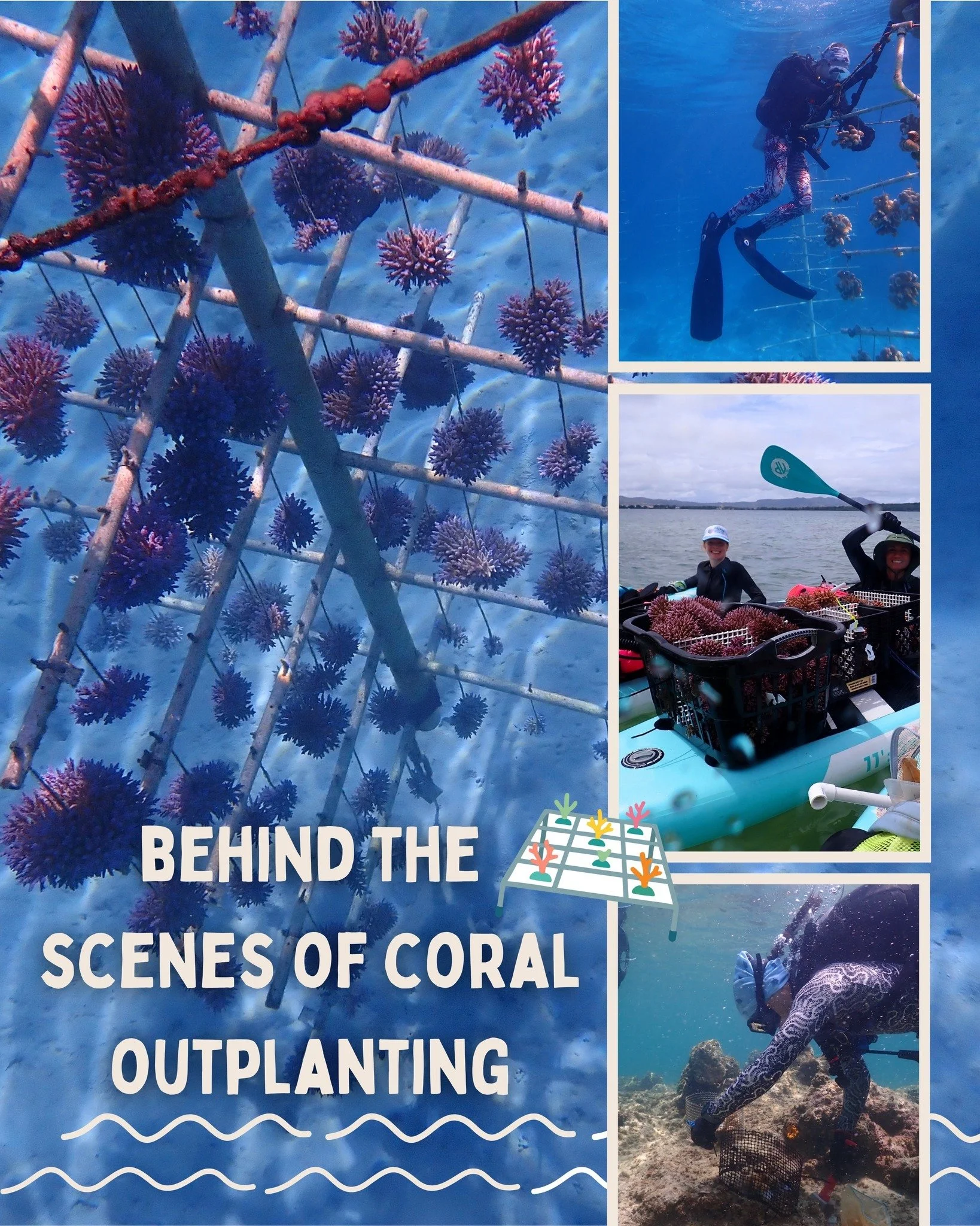 We hope everyone hung in there ok with the storm 🙏 

We wanted to share some good news that just before the storm, we finished outplanting 199 corals at our second site at Dogleg Reef! 🎉  Swipe through the photos to learn more about the outplanting
