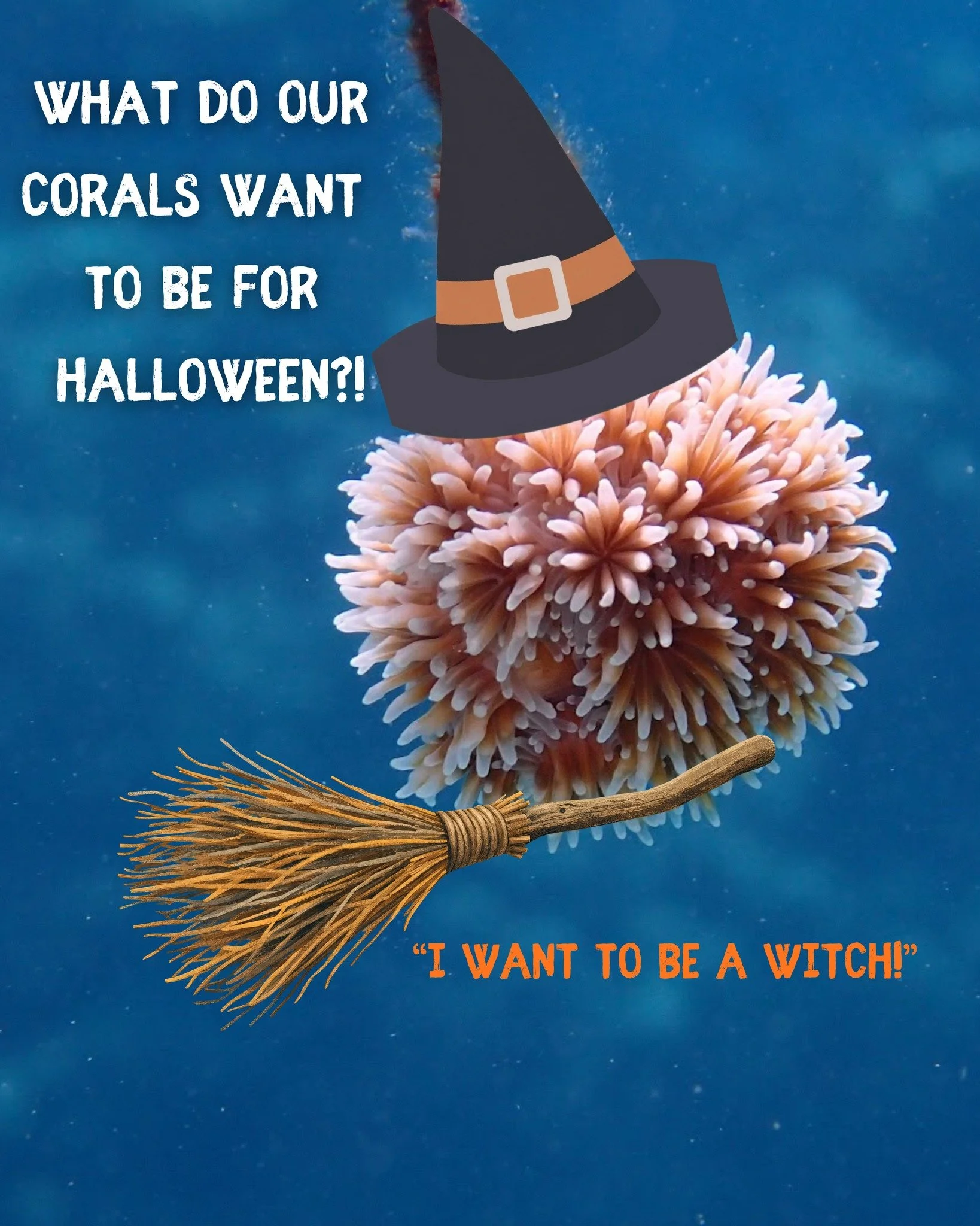 Happy Halloweekend! We asked the corals in our nursery what they wanted to dress up as for Halloween and we love the ideas they came up with! We hope you love them too. Which one is your favorite? Wishing everyone a happy and safe Halloween! 🎃👻
