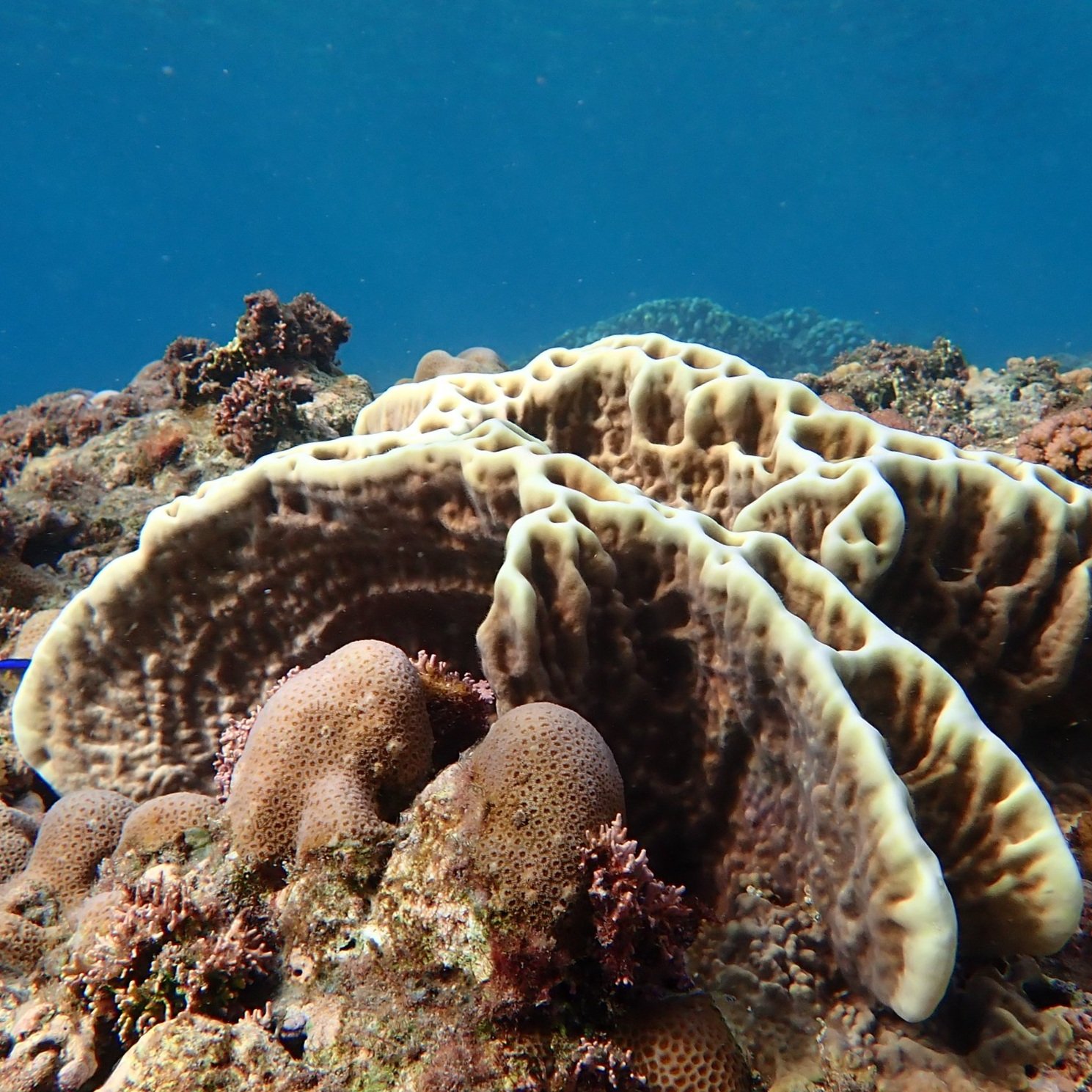 Whiteish yellow coral in a plate-like formation among other brown corals